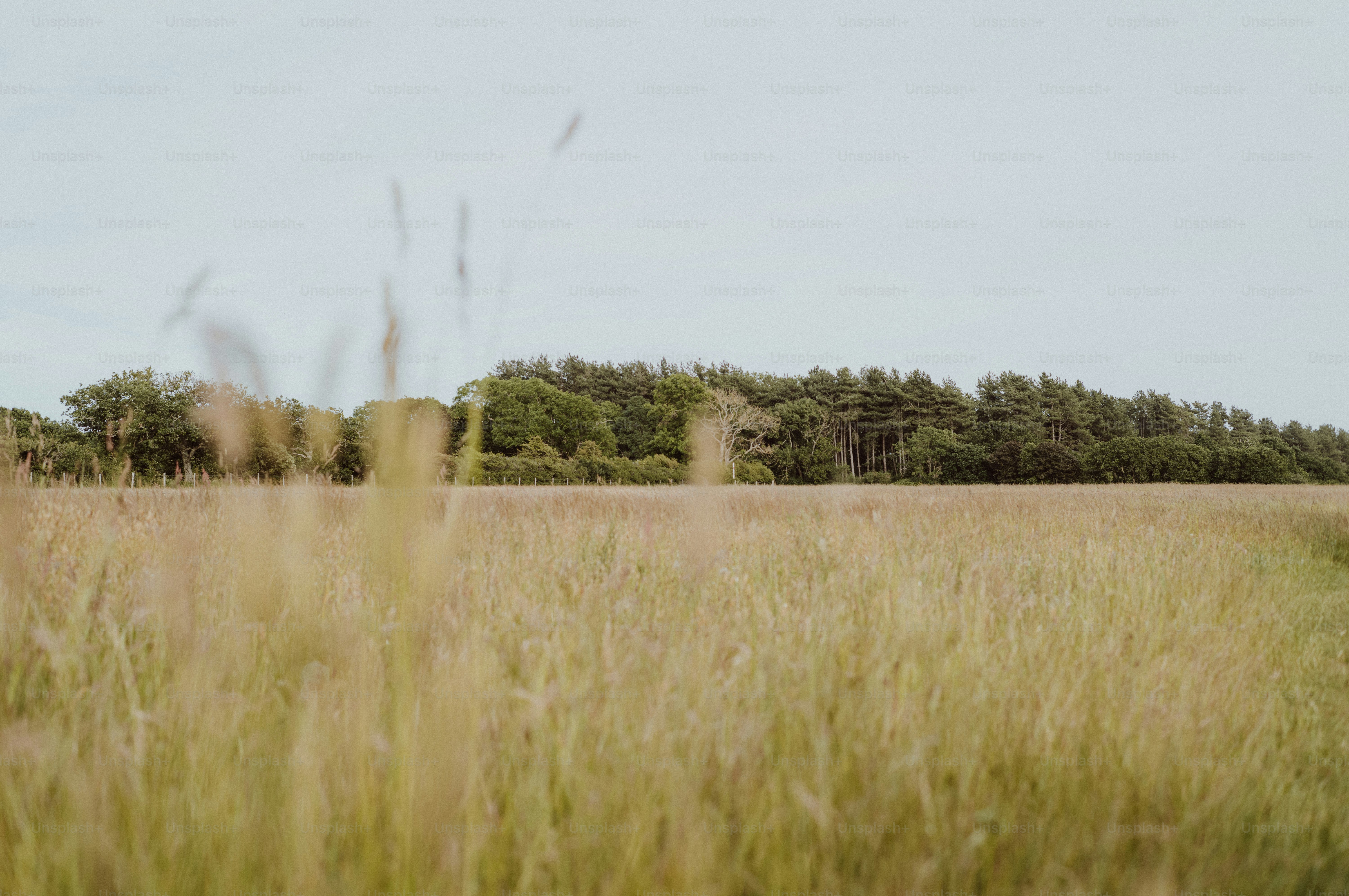Golden grass field with distant trees under a pale sky.