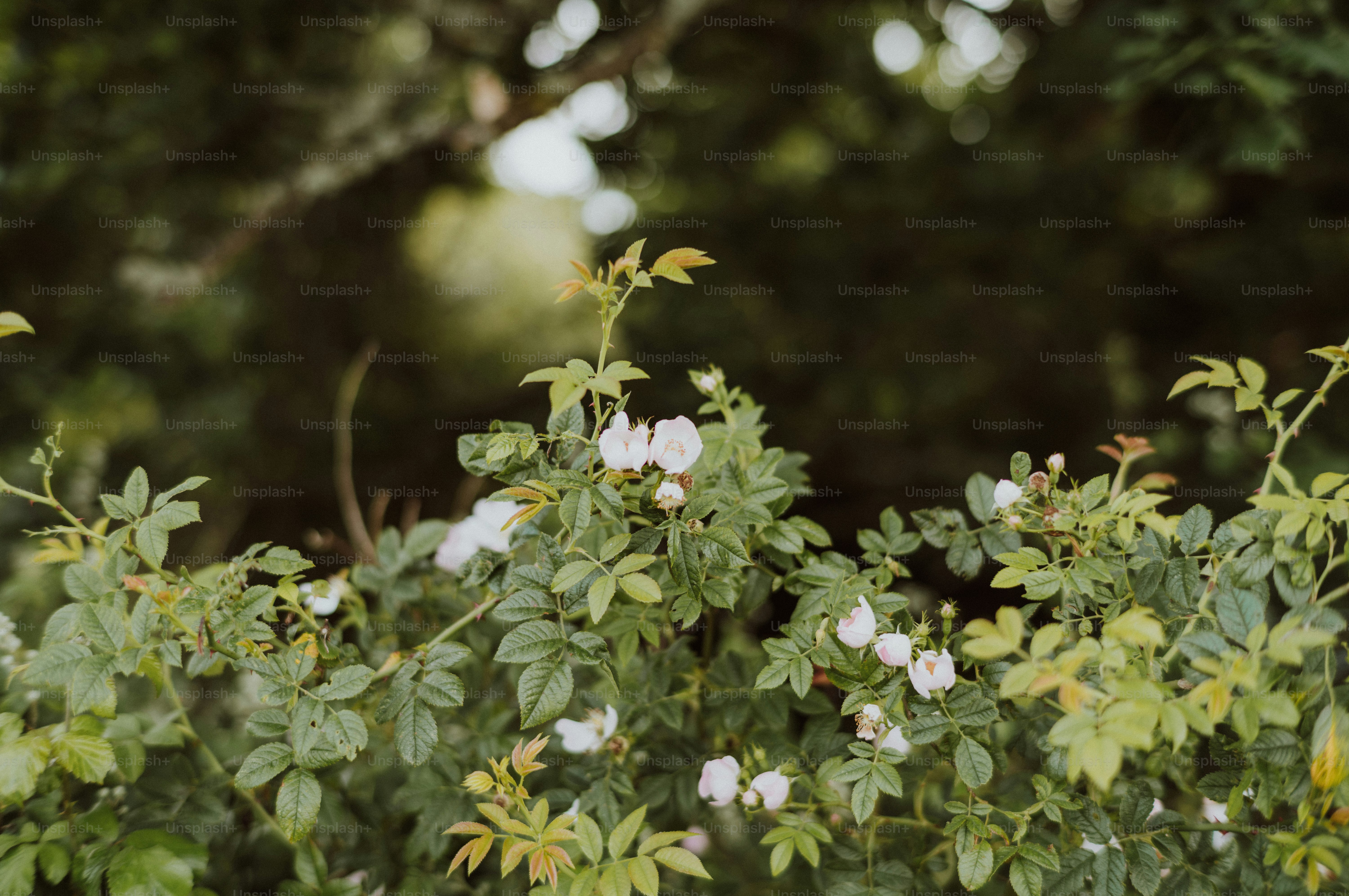 Small white flowers blooming on a green leafy bush.