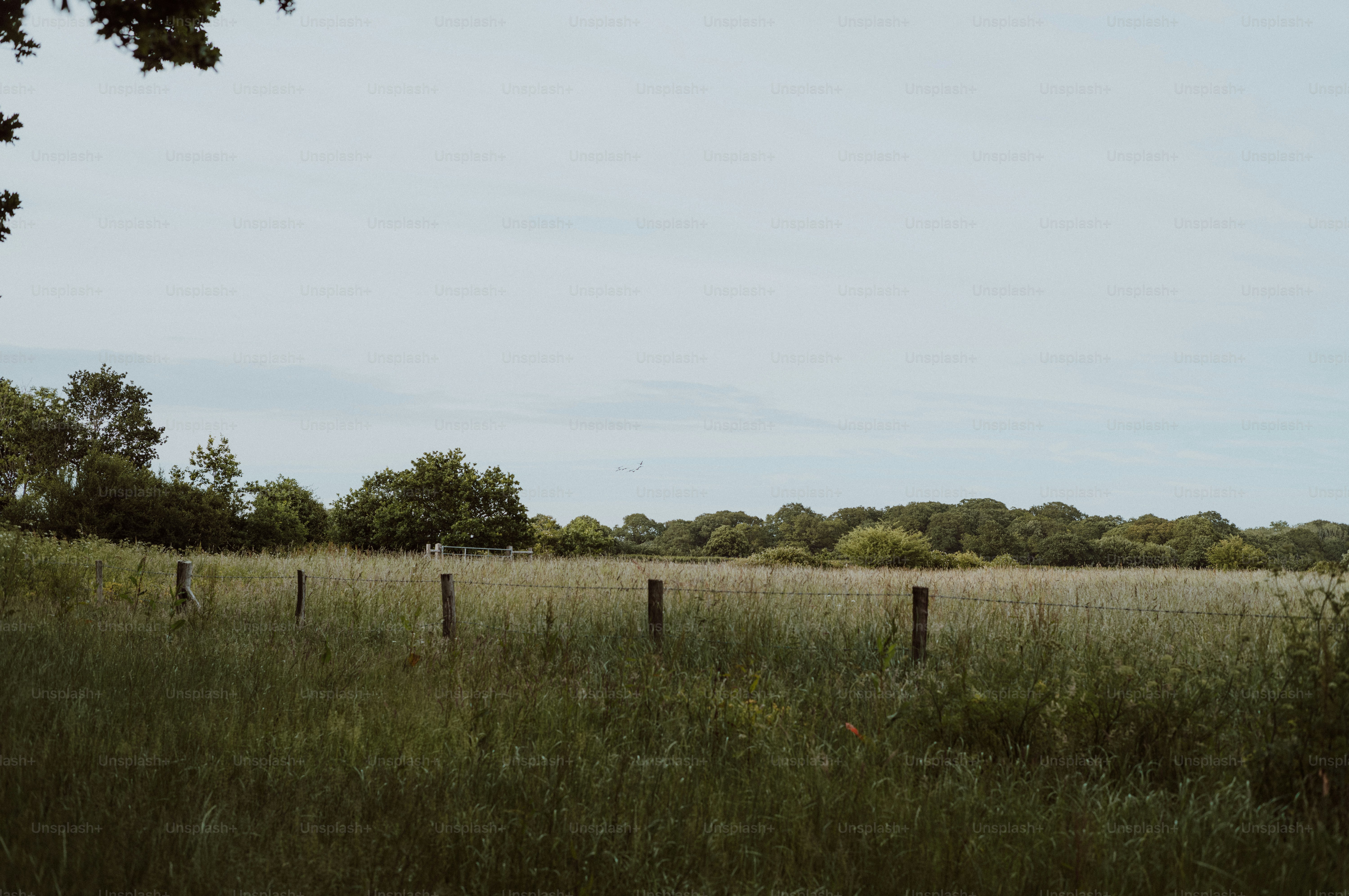 Lush green field with wooden posts under a cloudy sky.