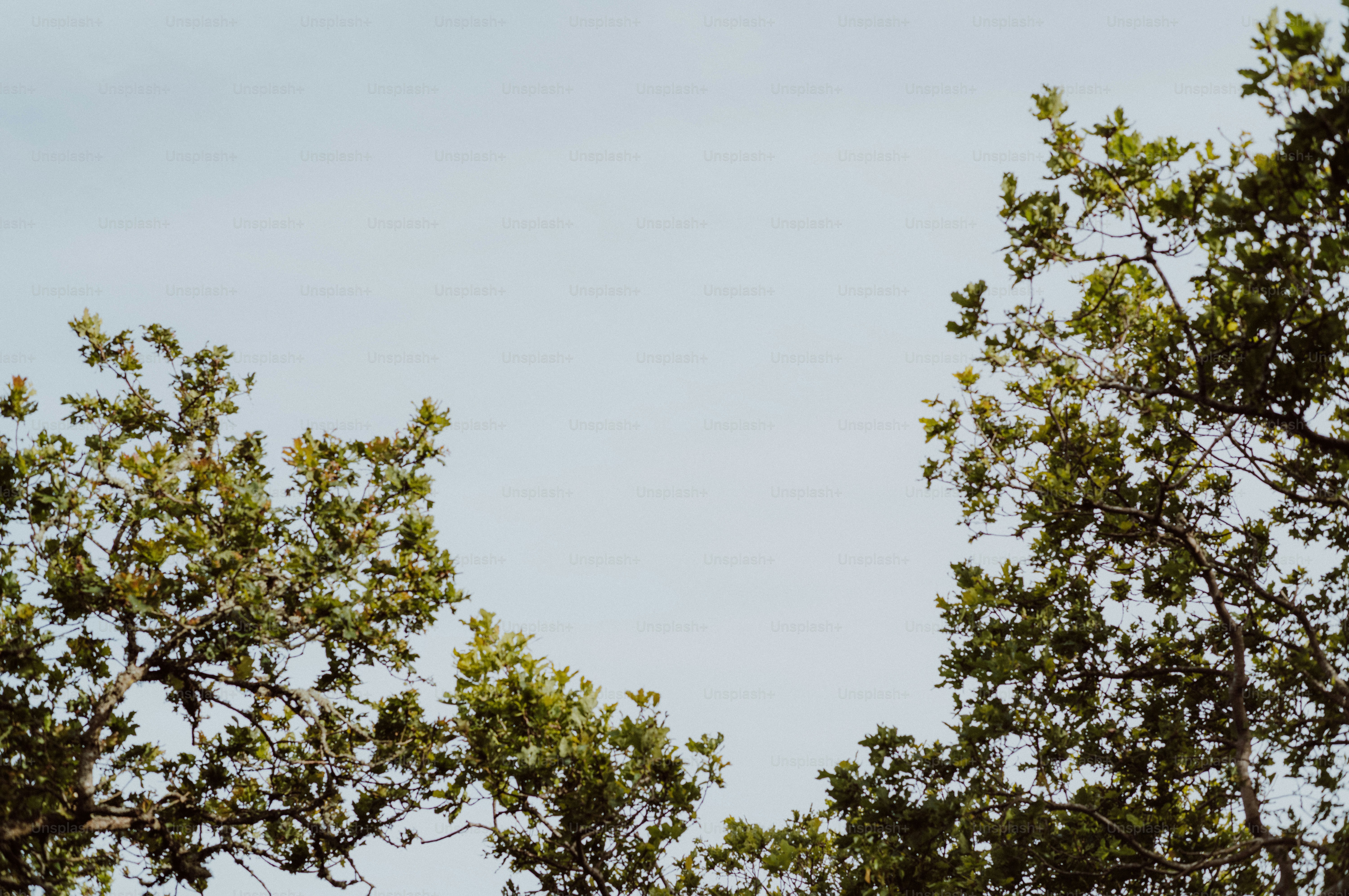 Green tree branches against a clear blue sky.