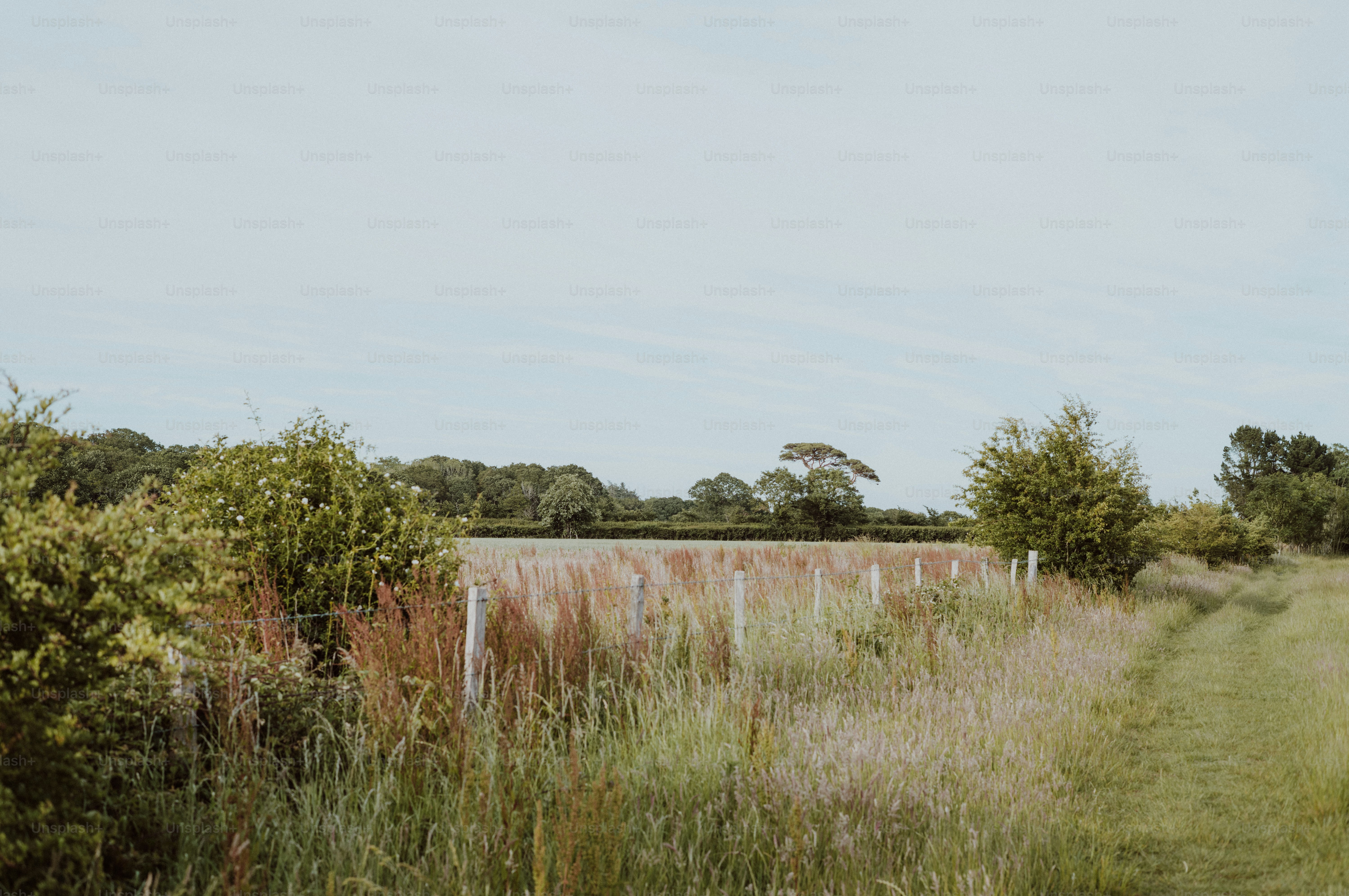 A grassy field with a fence under a clear sky.