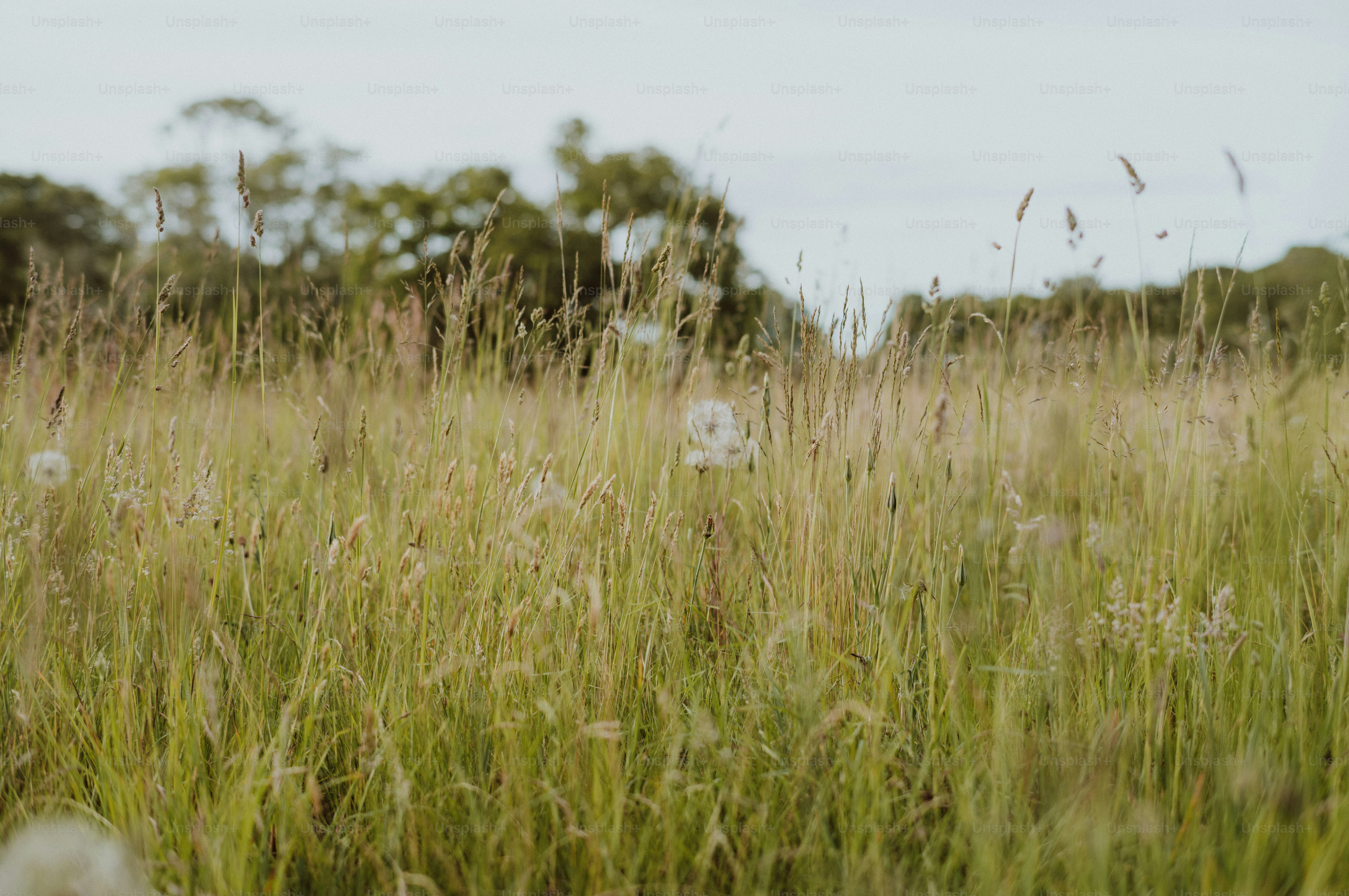 Campo de grama verde e dourada com sementes de dente-de-leão e árvores