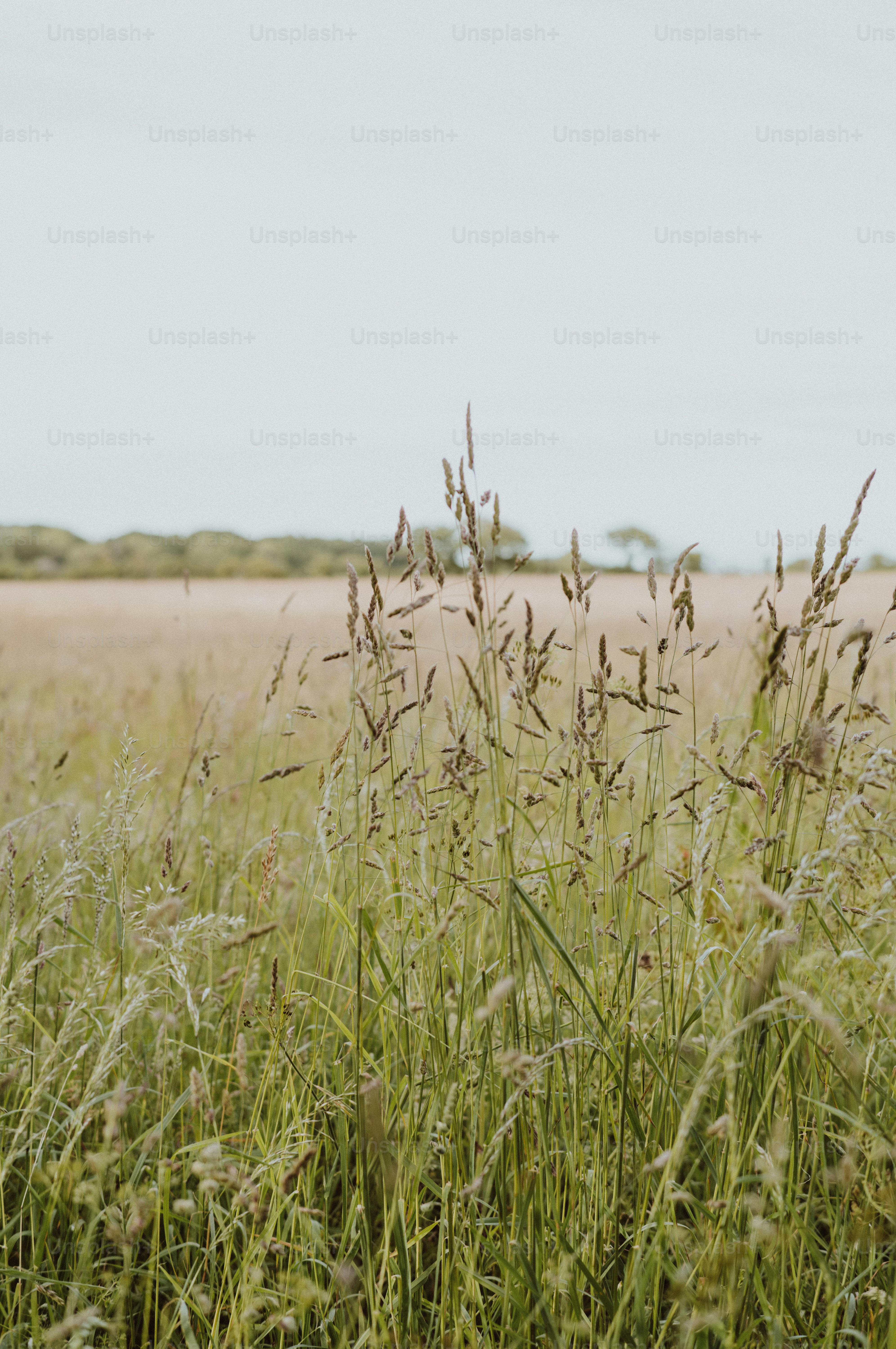 Tall green and brown grass field under a light sky - Photo on Unsplash+