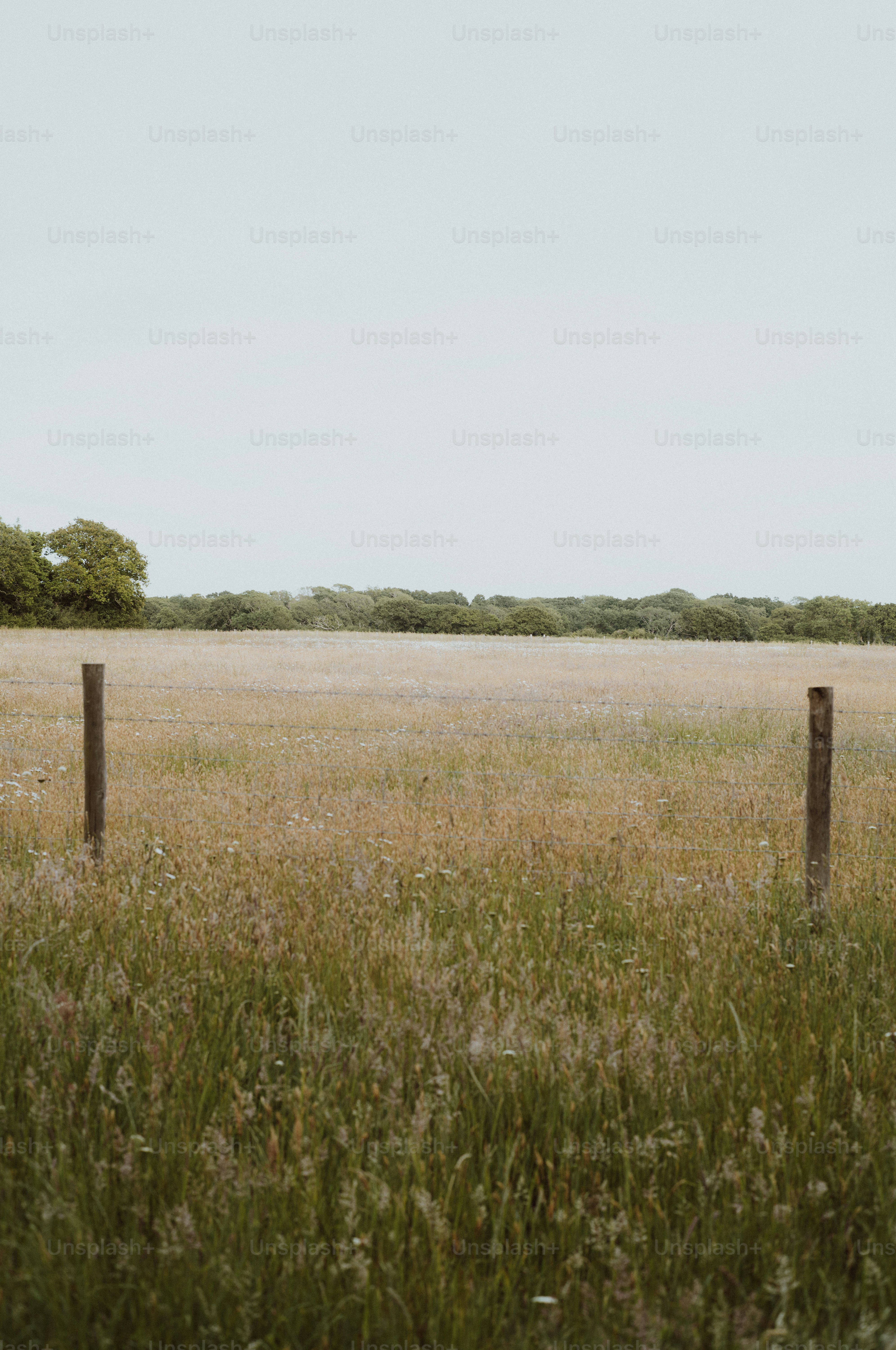 Rural field with tall grass and wooden fence posts.