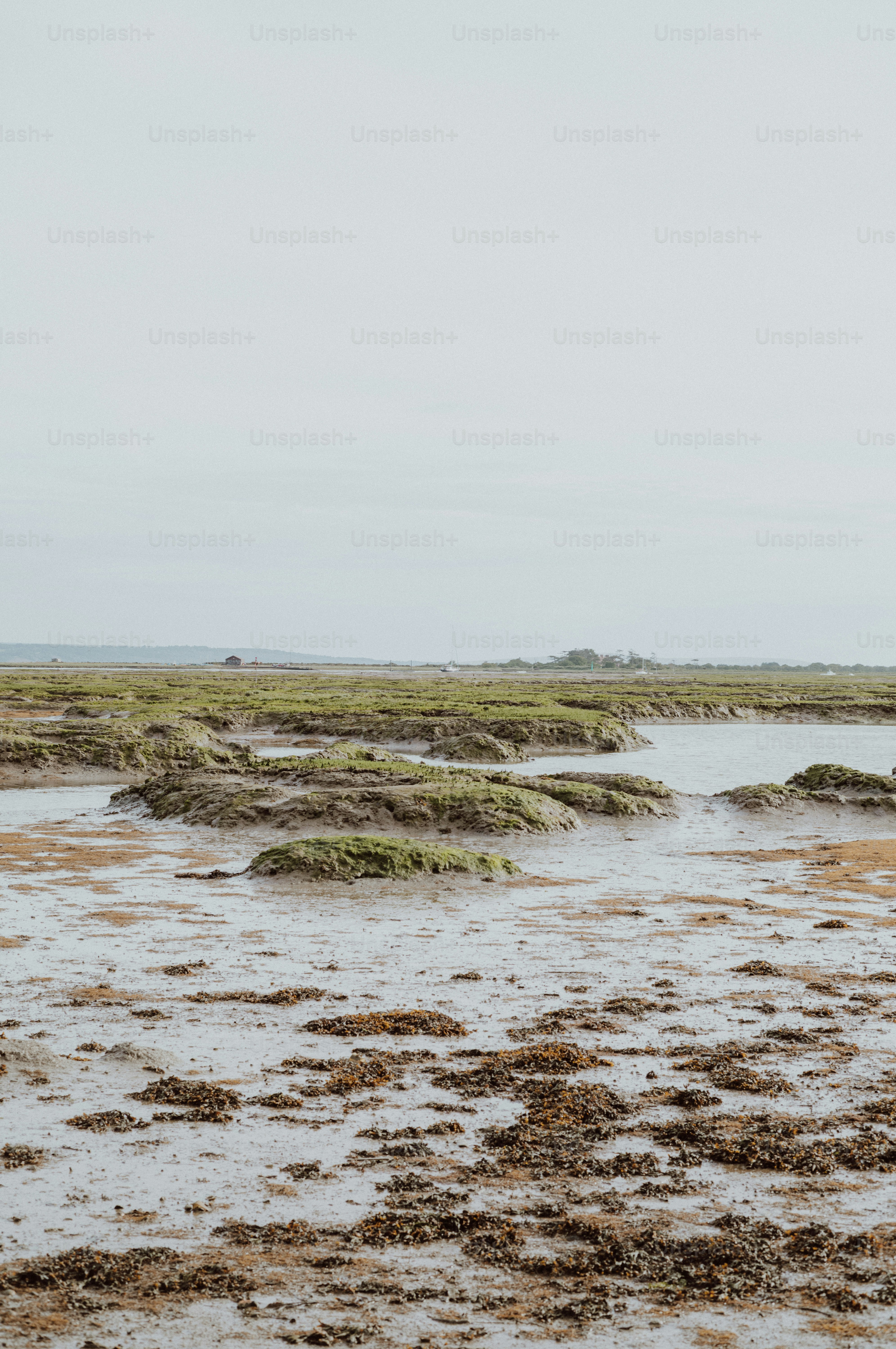Green mossy mounds in muddy water under a grey sky.
