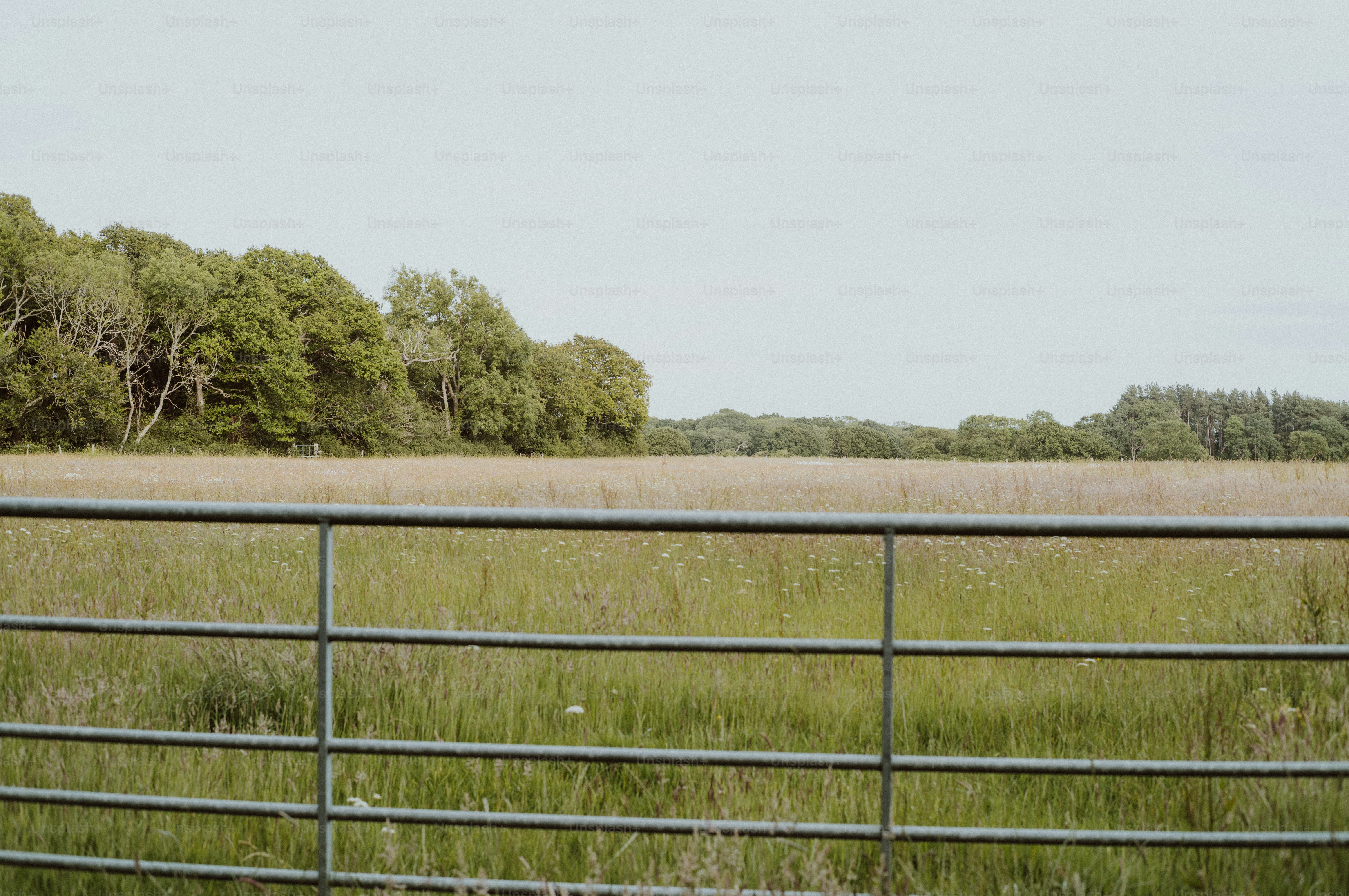 Metal gate overlooking a green field and distant trees.
