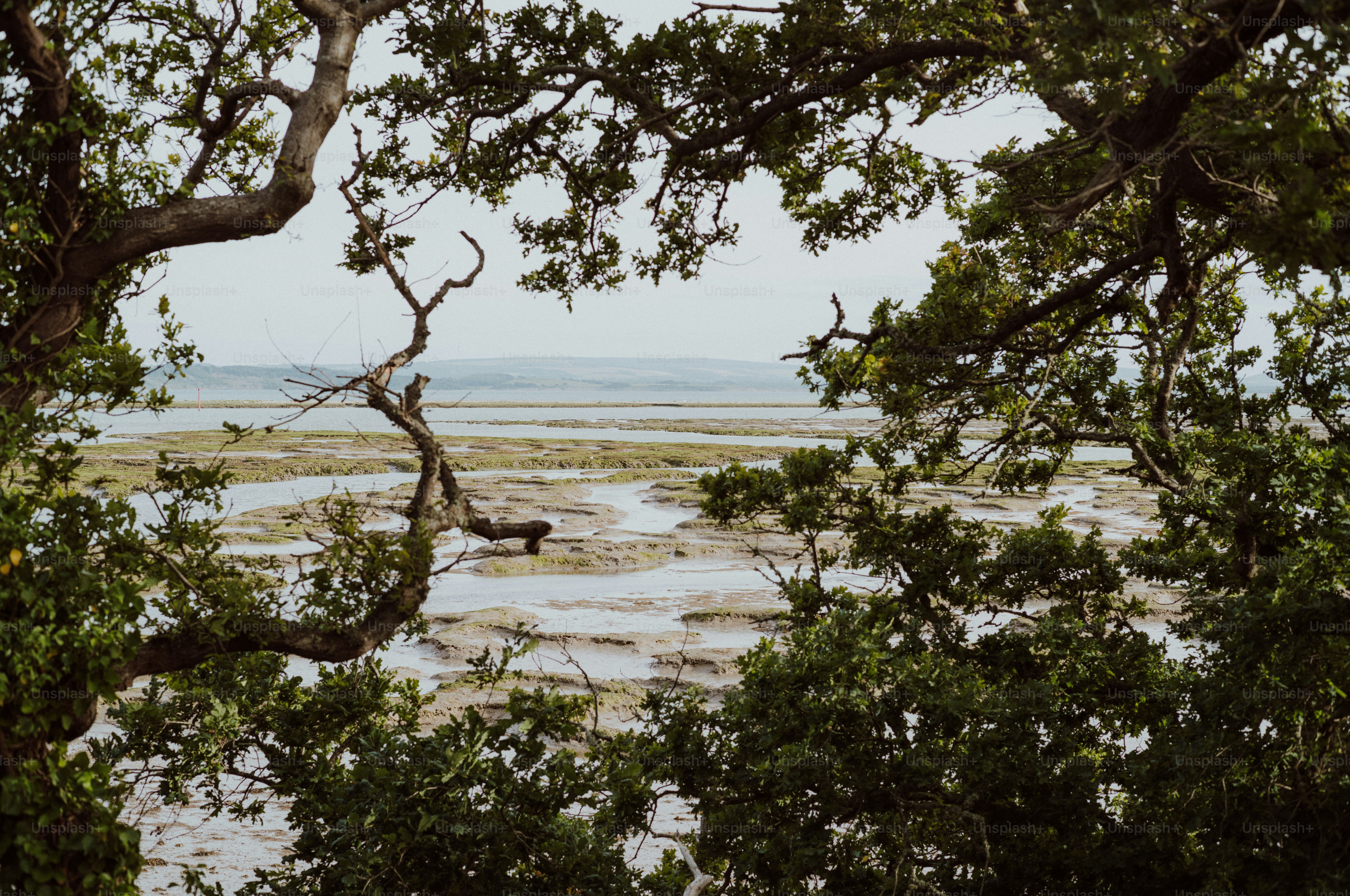 Overgrown branches frame a distant view of calm, shallow waters.