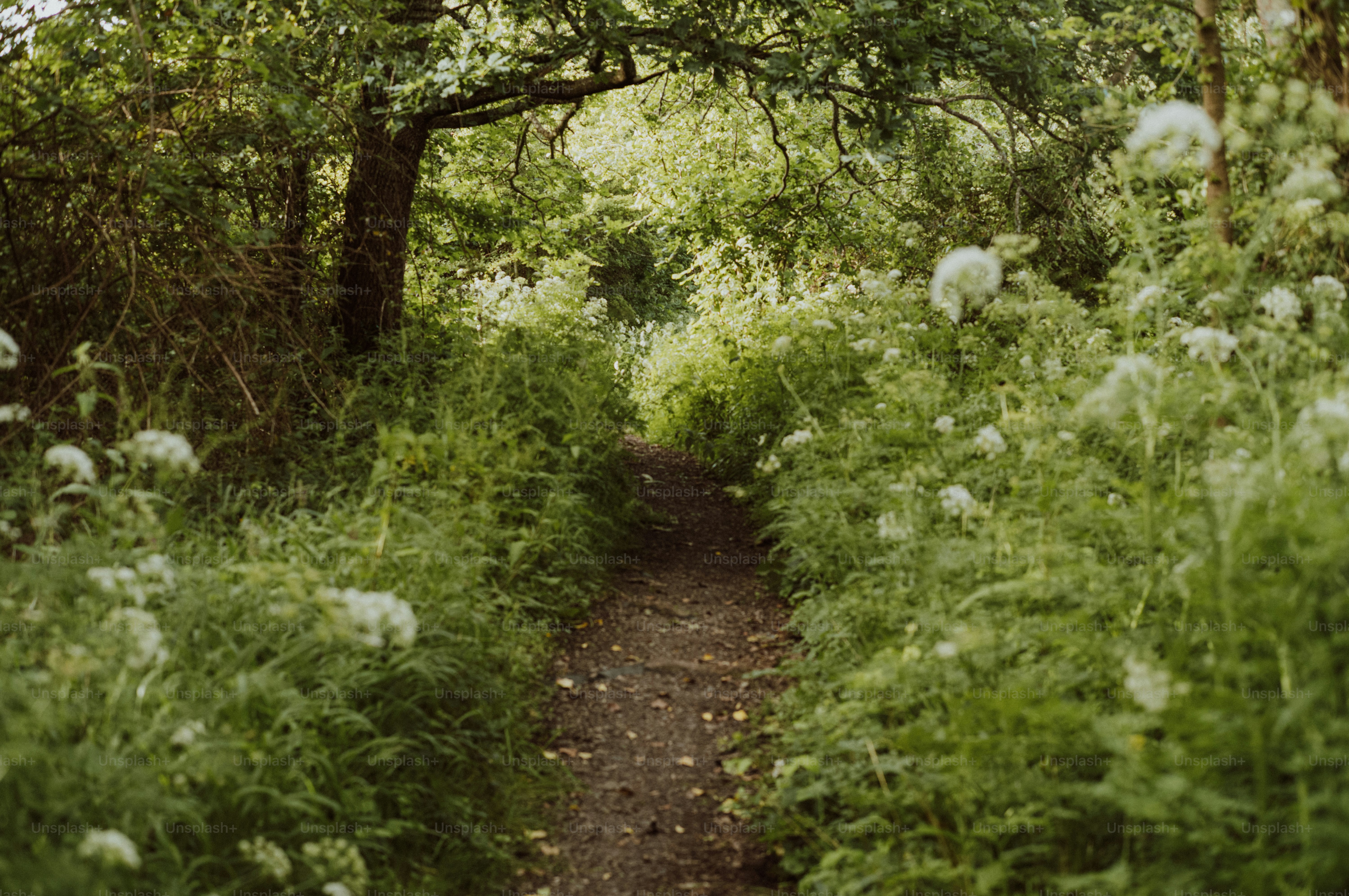 A narrow path through lush green foliage and white flowers.