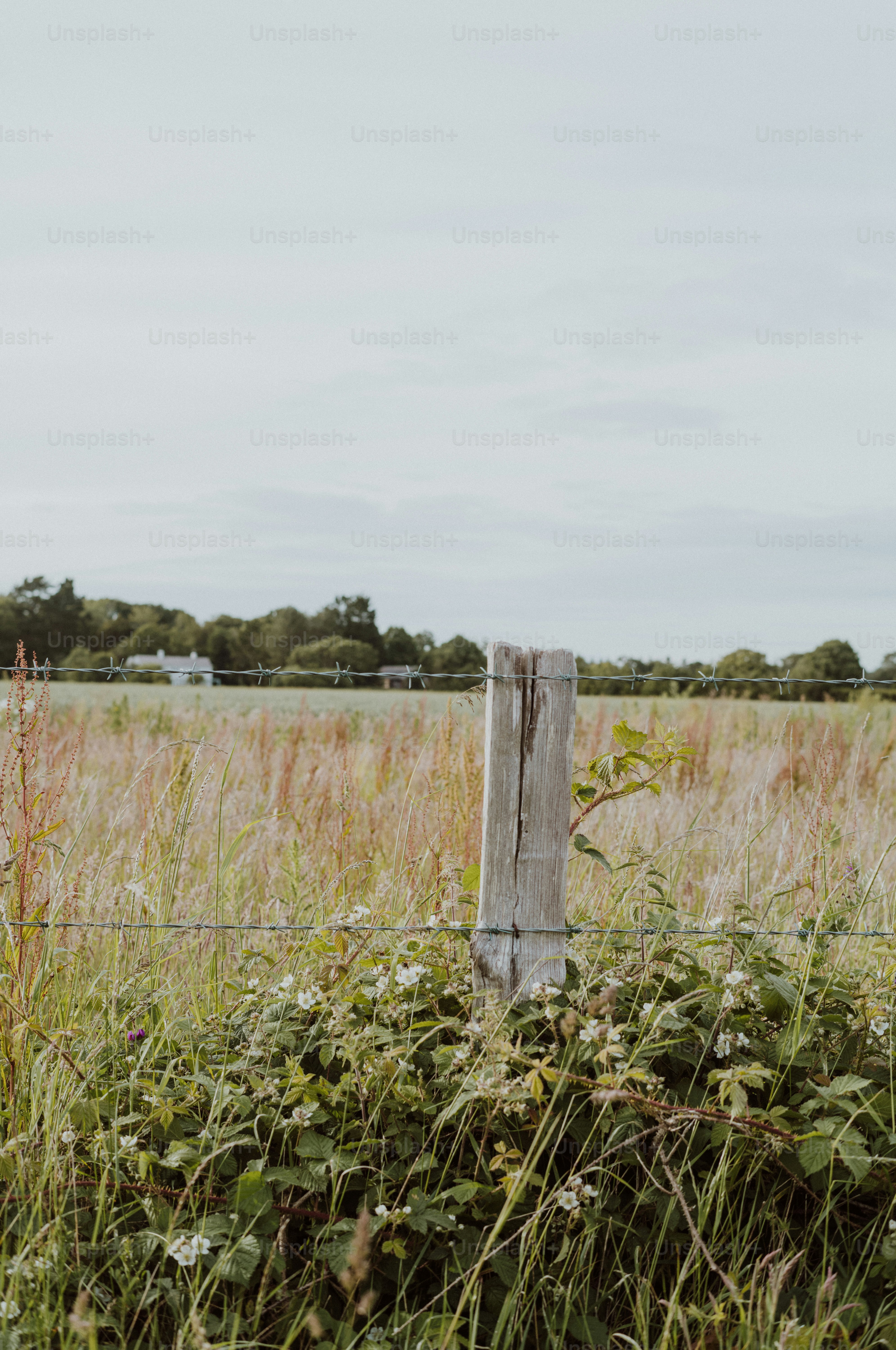 Rustic wooden fence post amidst green and dry field grasses.