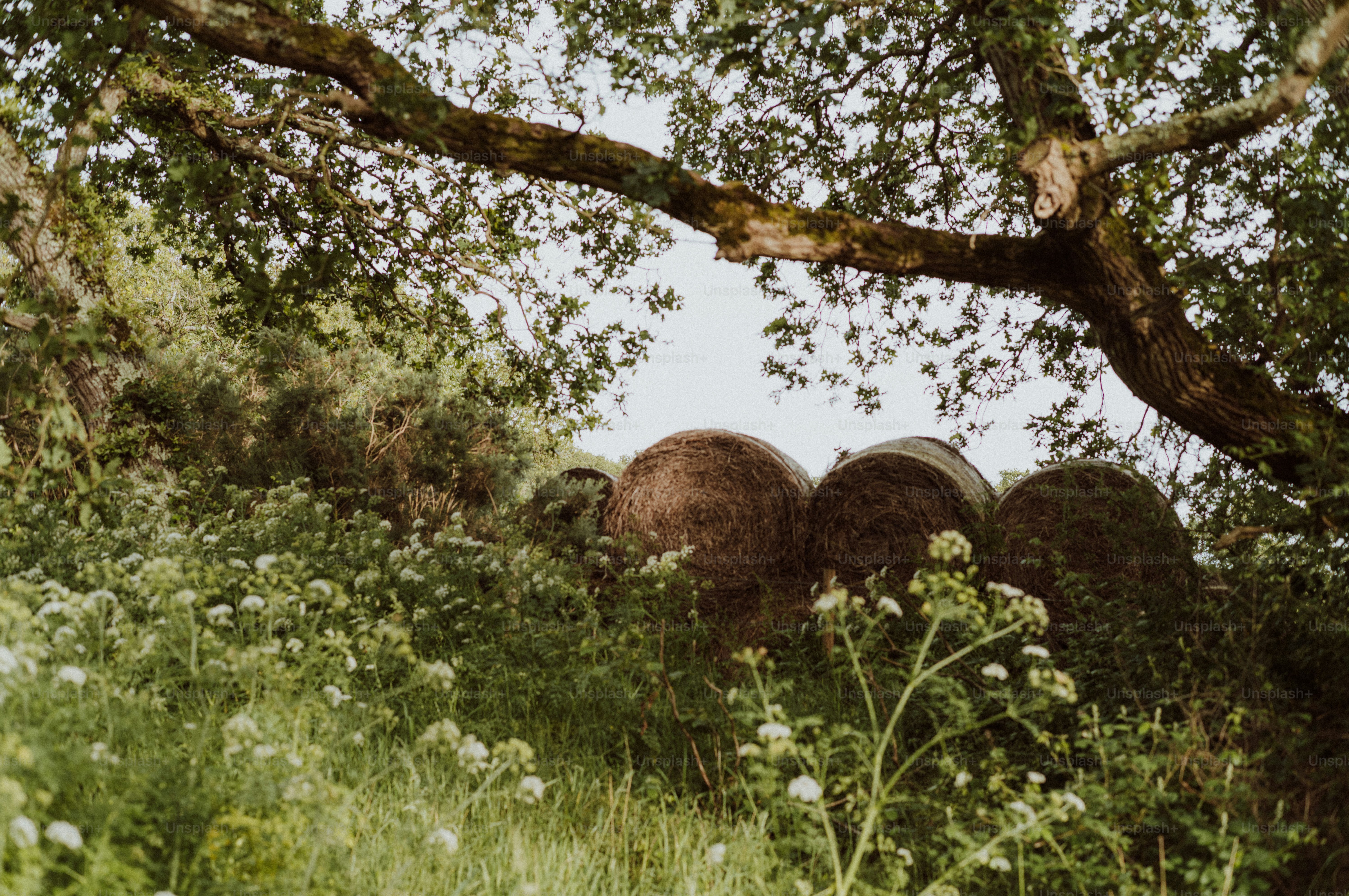 Large round objects hidden in tall grass under a tree.