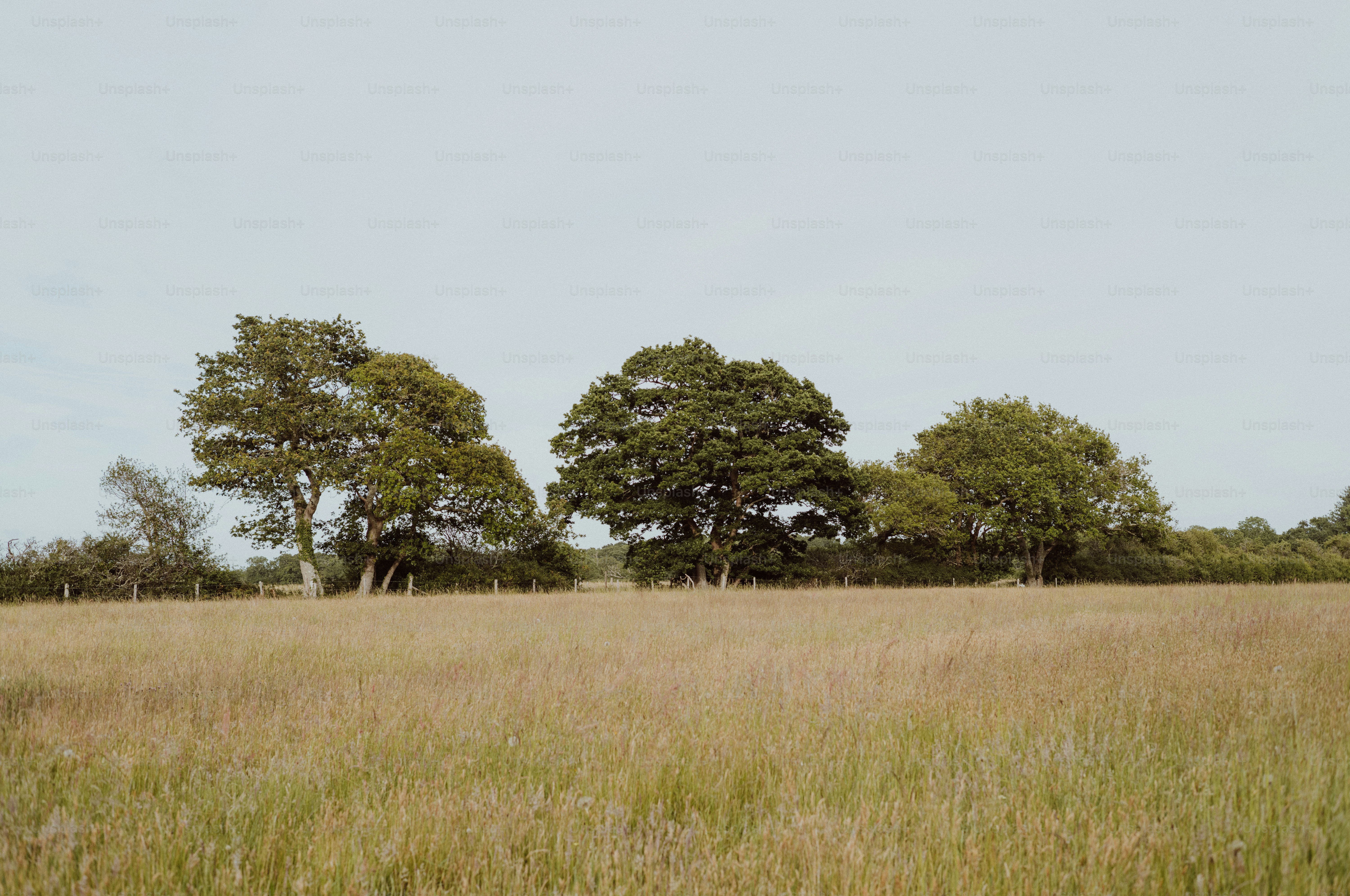 Dry grass field with trees under a clear sky.