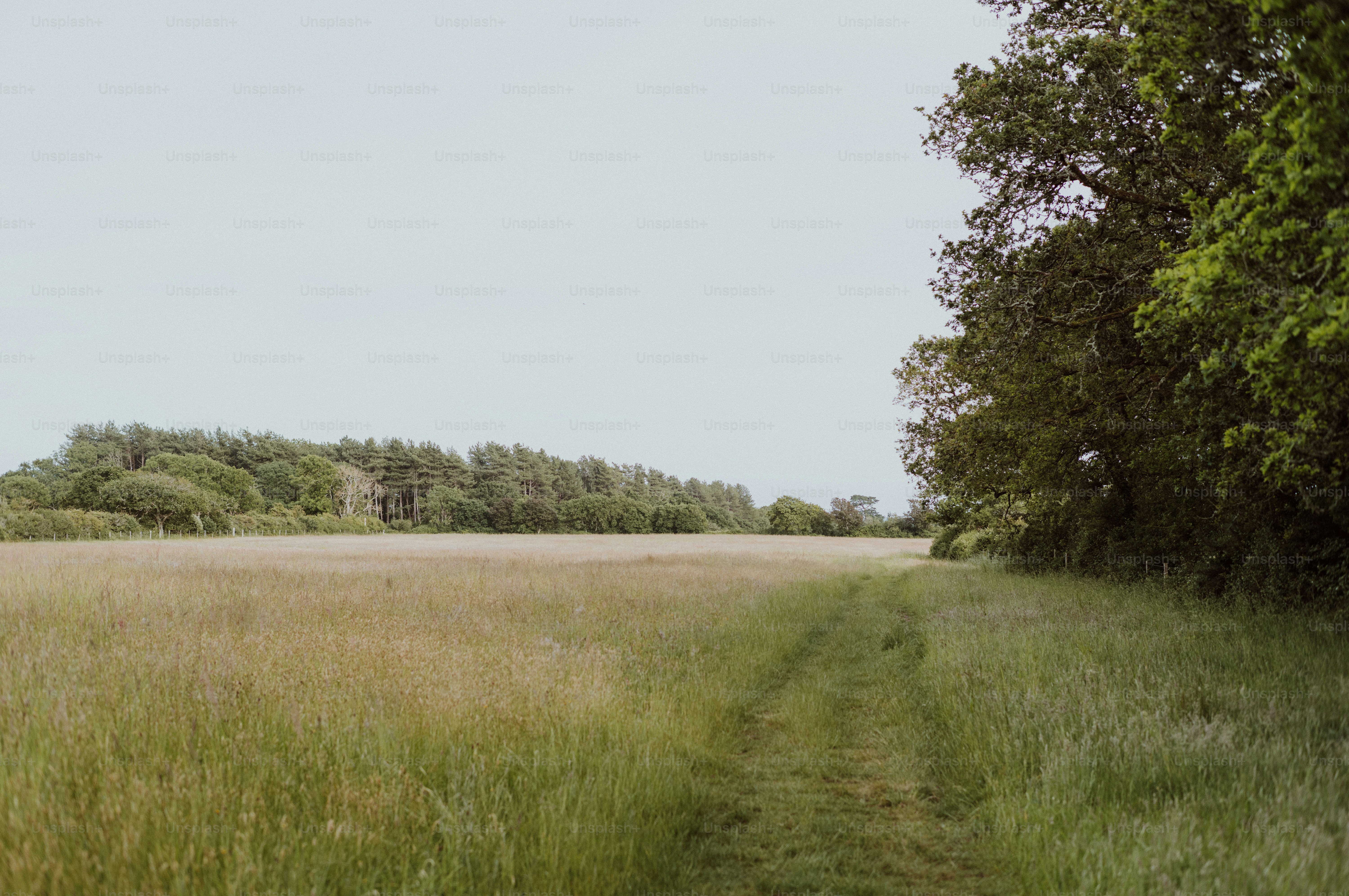 A grassy field with a dirt path and distant trees.