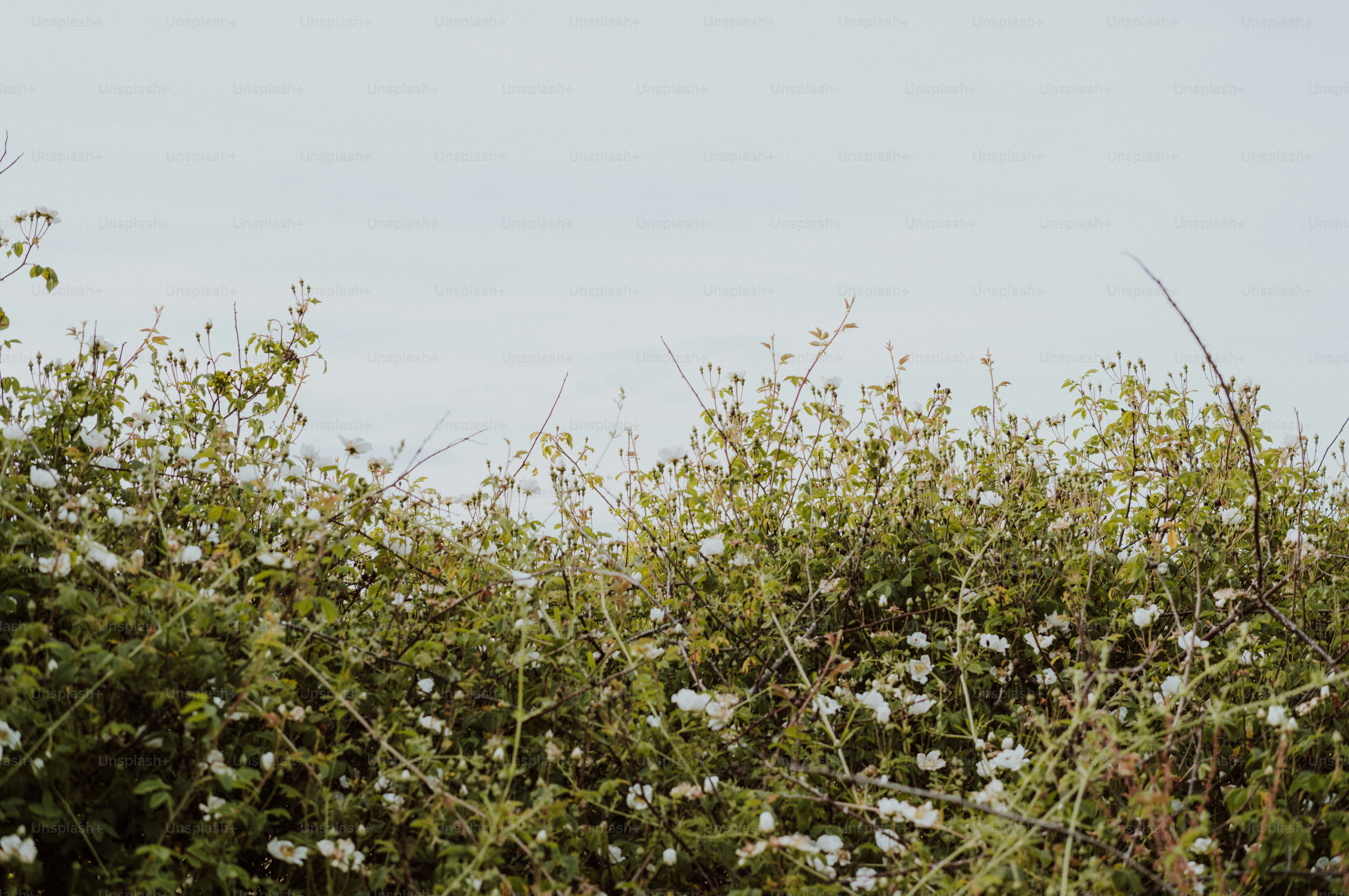 Lush green bush covered in small white flowers.