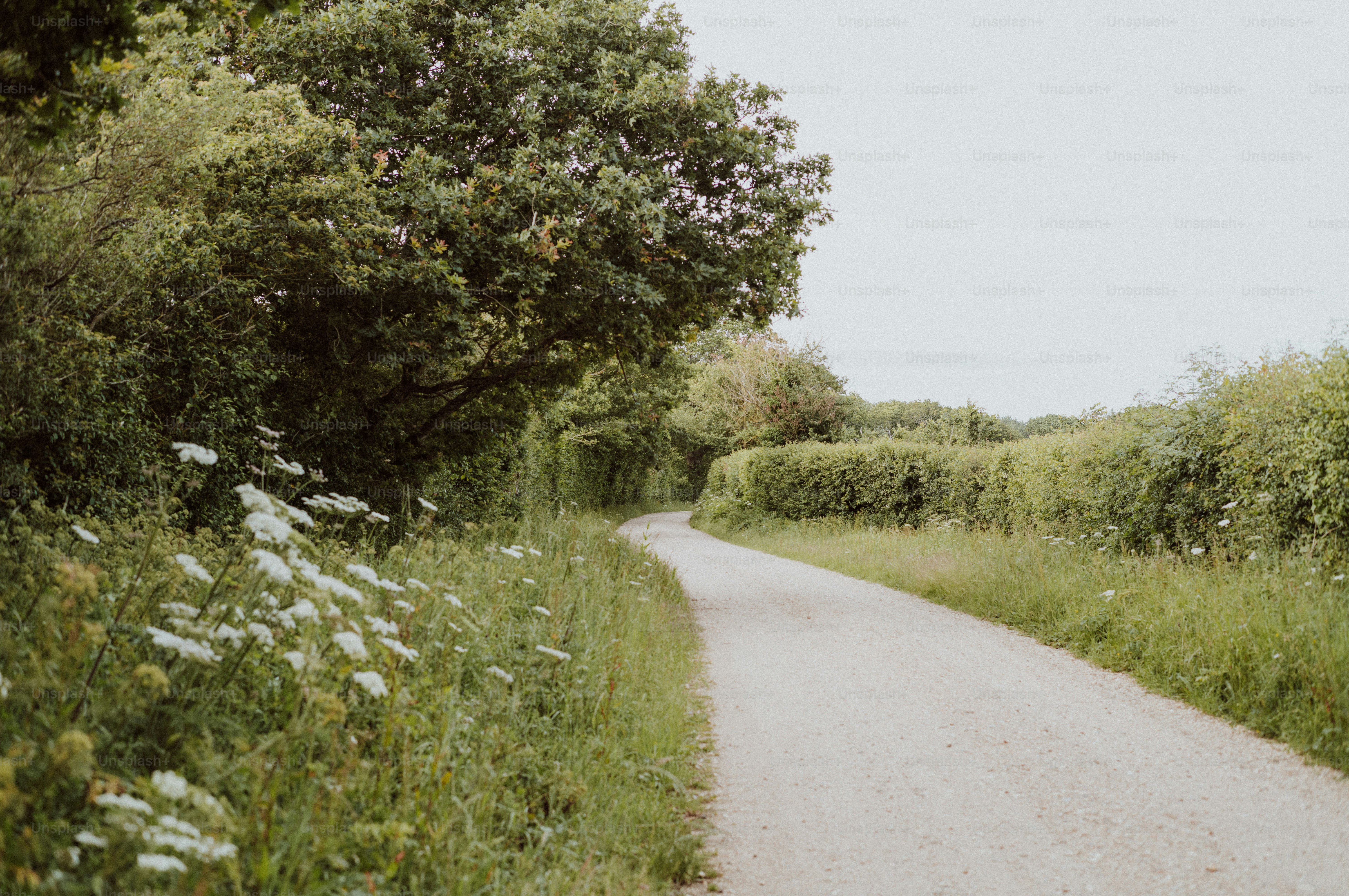 Eine gewundene Schotterstraße, umgeben von grünen Bäumen und Wildblumen