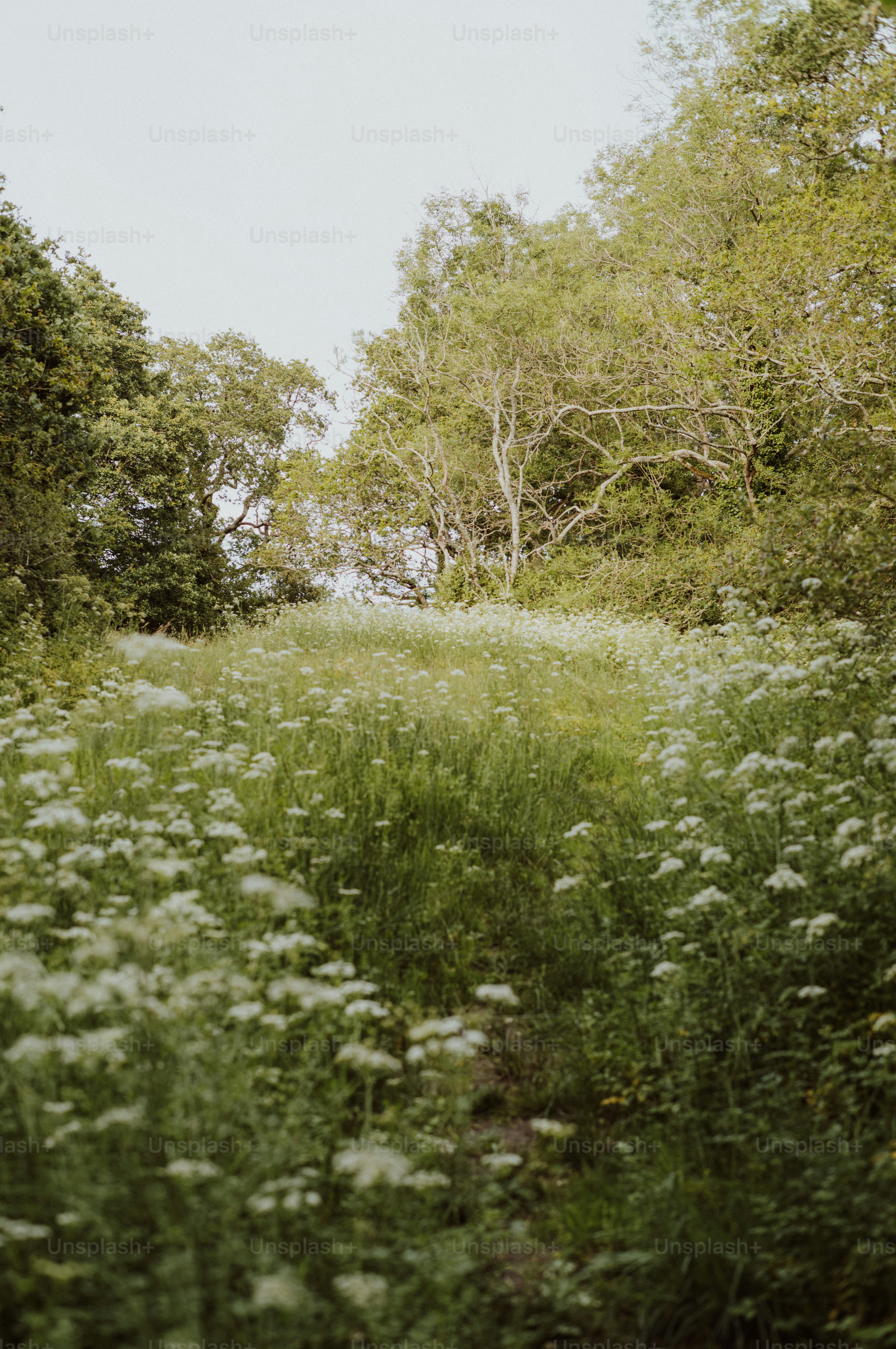 A field of white wildflowers and green trees.