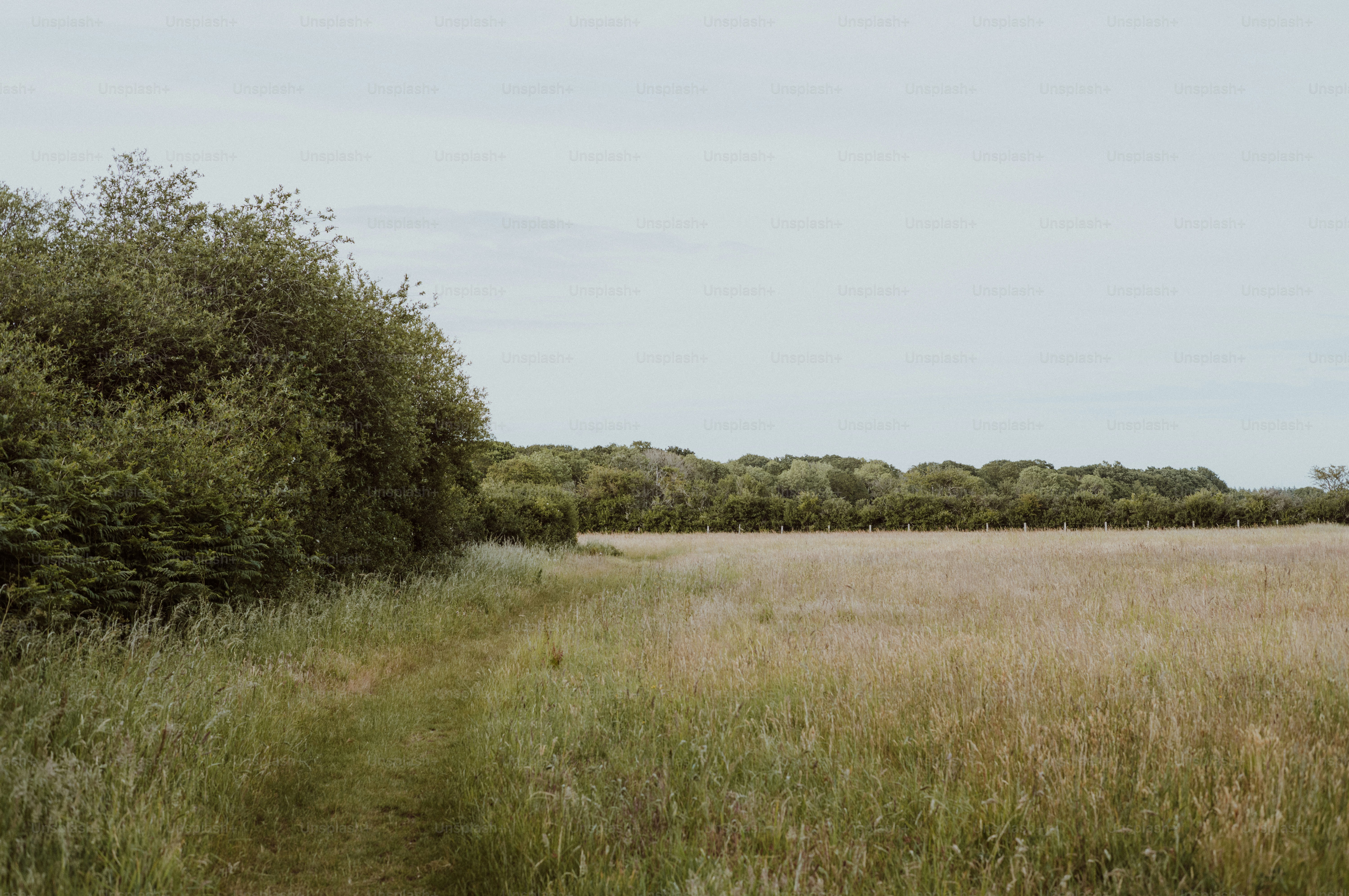 Ein Weg schlängelt sich durch ein Feld, das von grünen Bäumen gesäumt ist