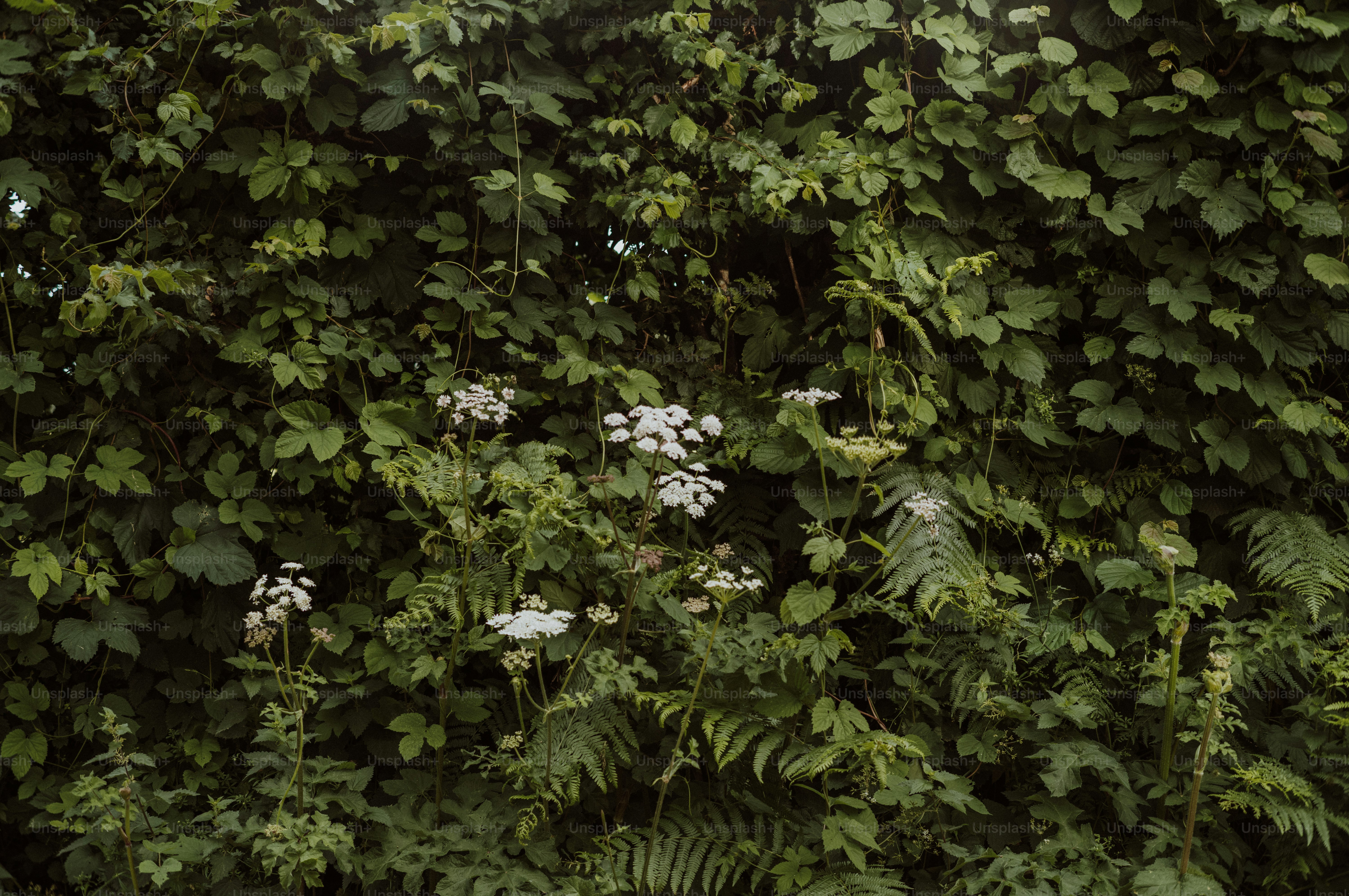monstera variegata kopfsteckling Monstera Variegata Stecklingspaket (4 Stück) – Plantlovers main image 0