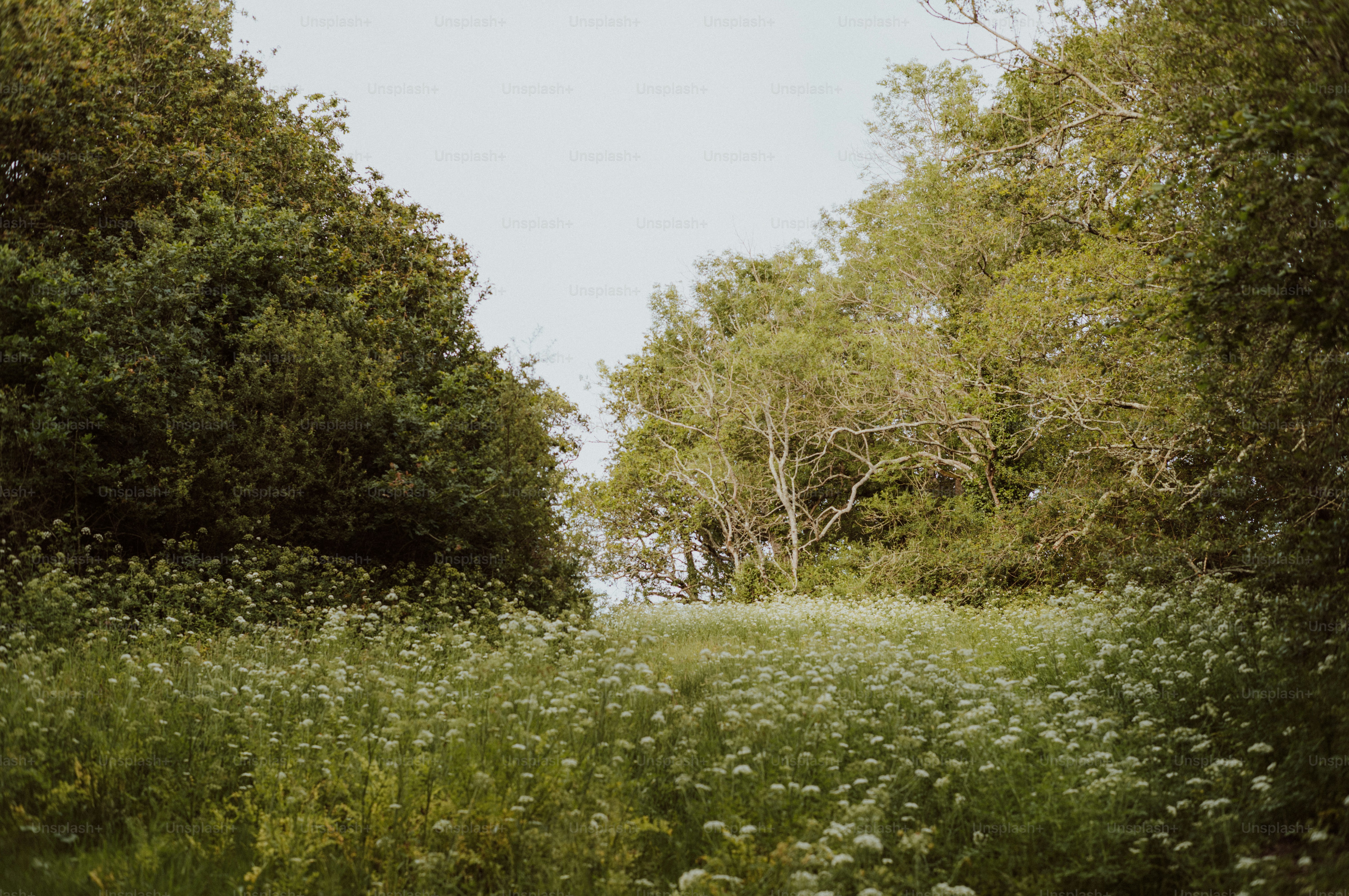 A field of white wildflowers surrounded by green trees.