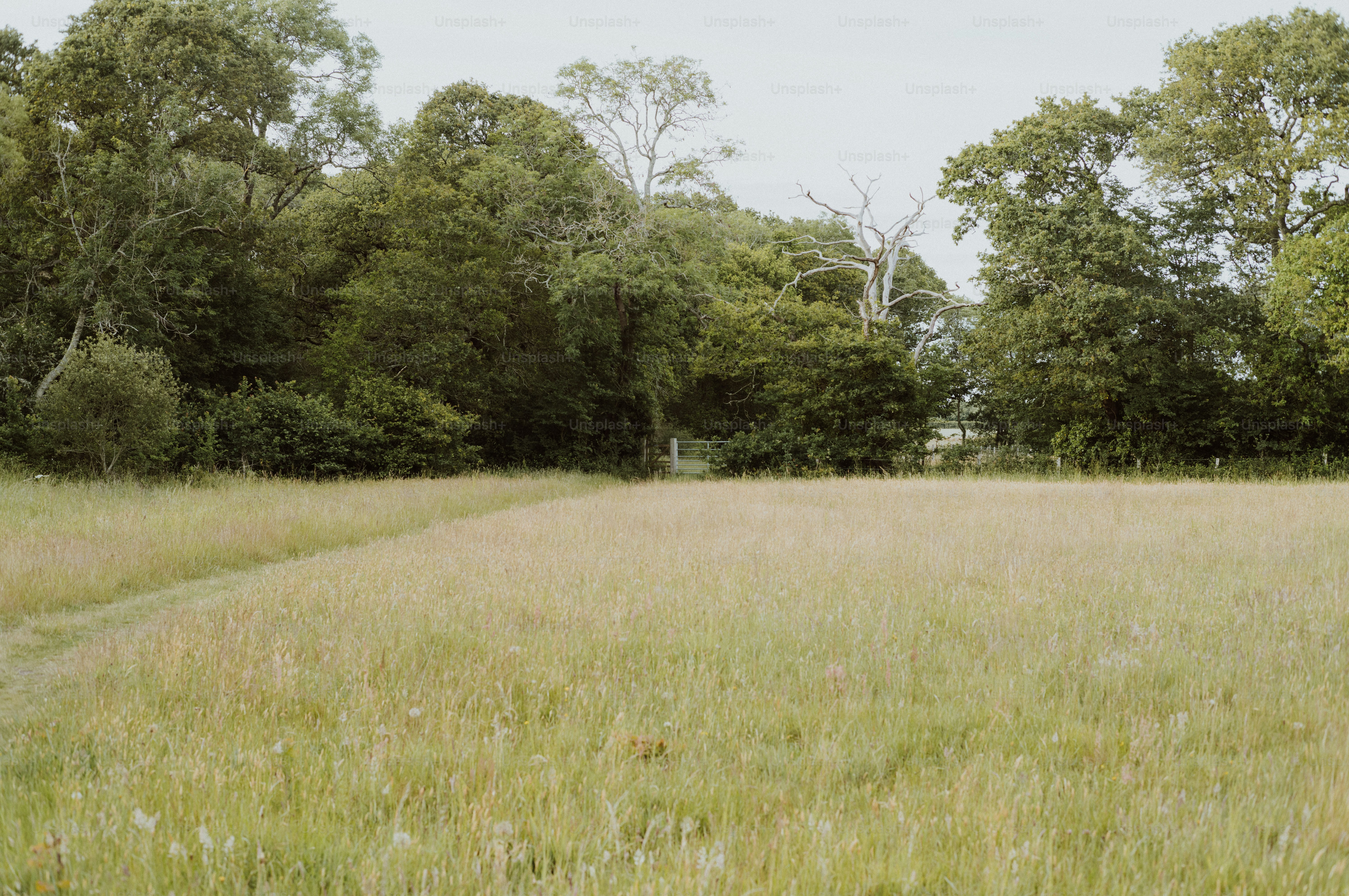 A grassy field with trees under an overcast sky.