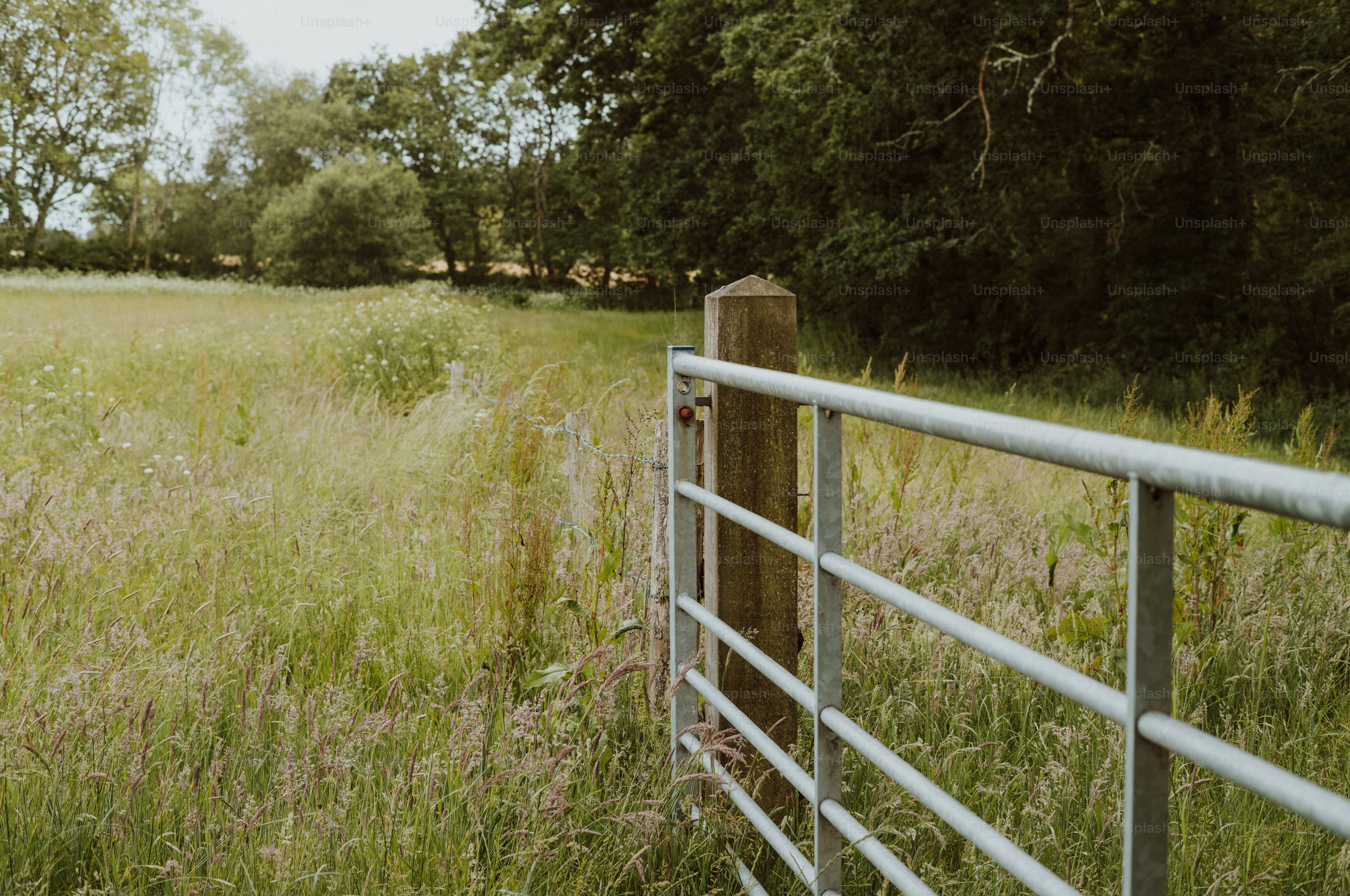 An open metal gate leads into a tall grassy field.