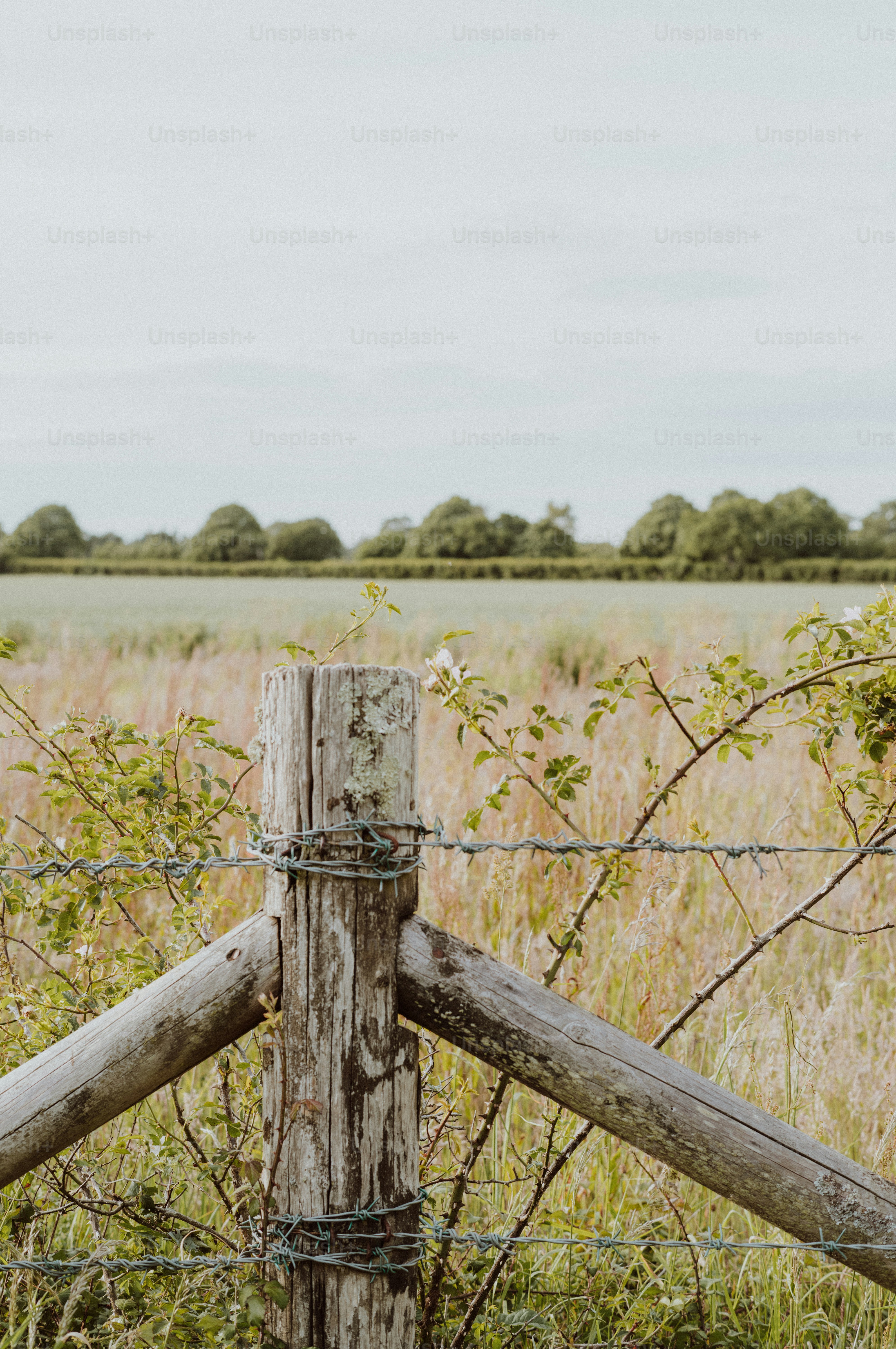 Rustic fence post and barbed wire in a dry field.