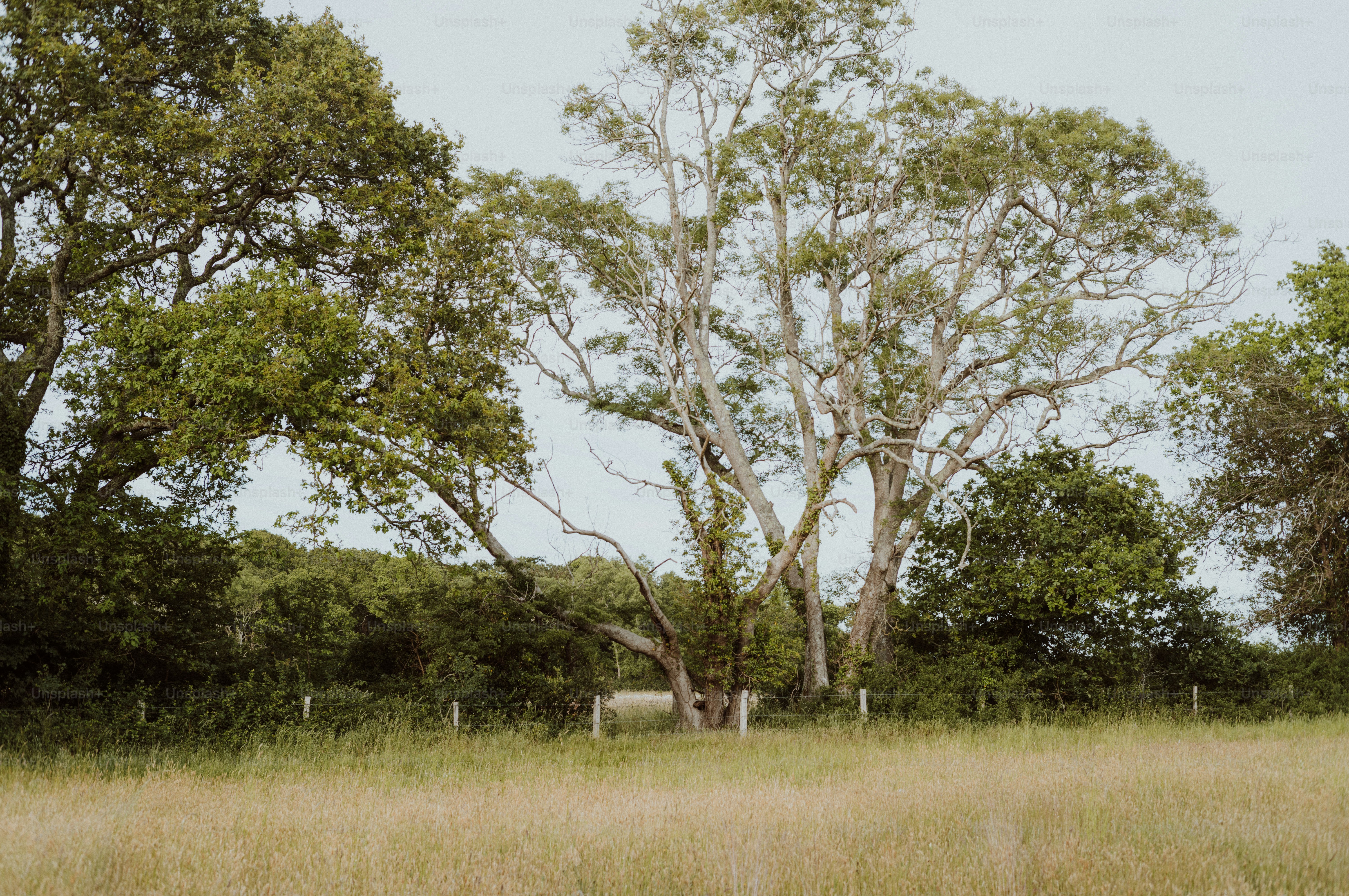 A grassy field with large trees and a fence line.