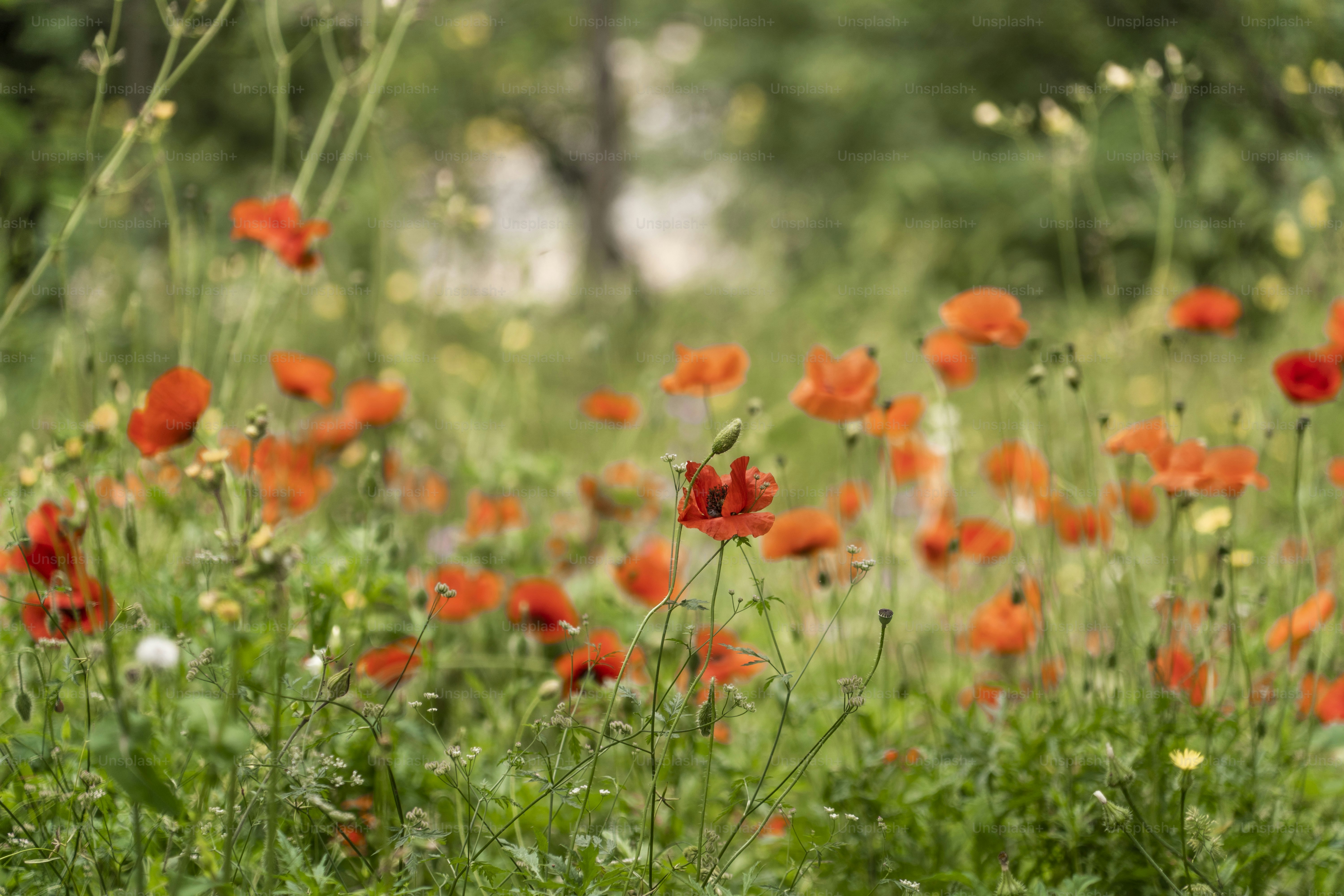 A field of vibrant red poppies blooming in green grass.