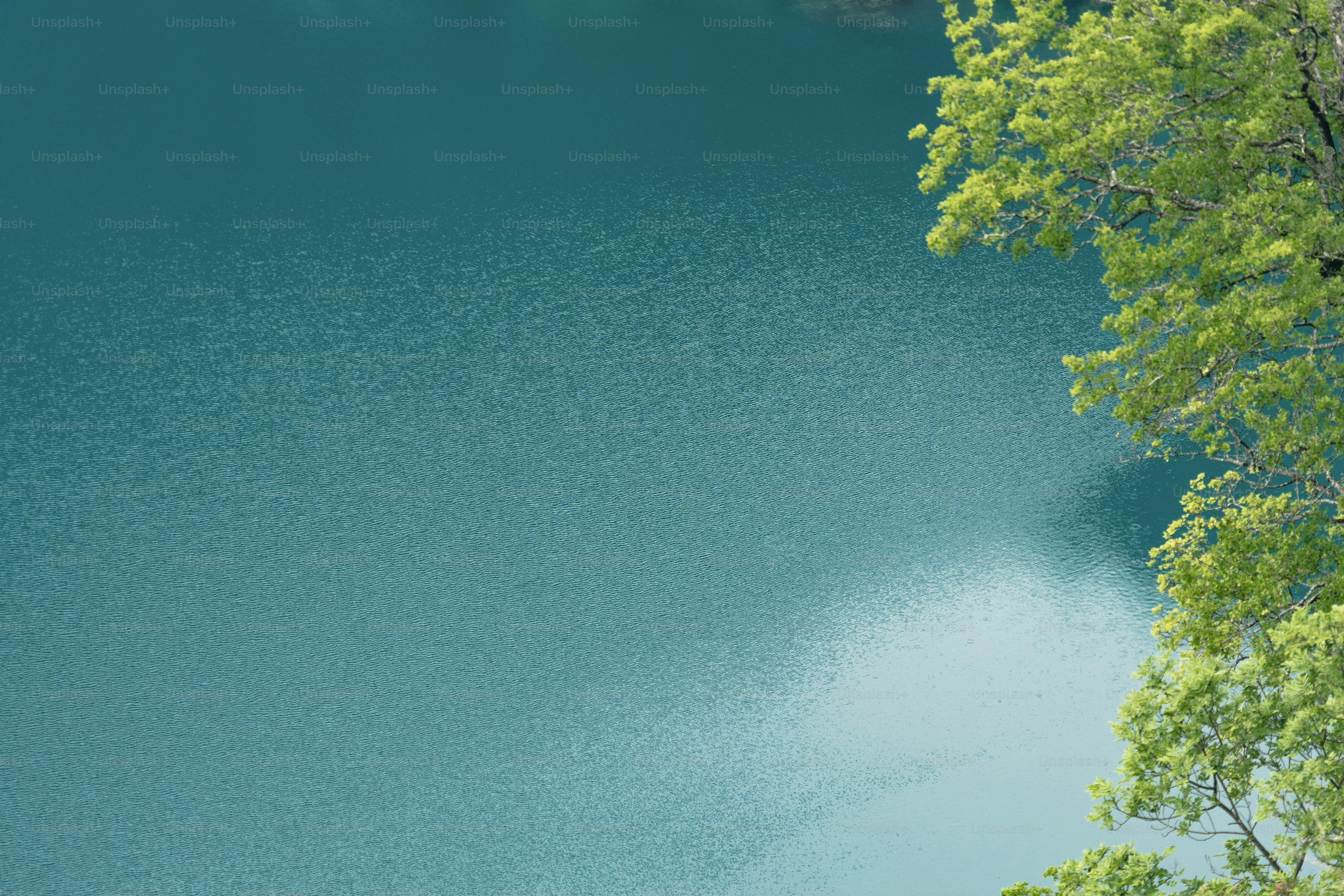Turquoise water with green tree branches on the right.