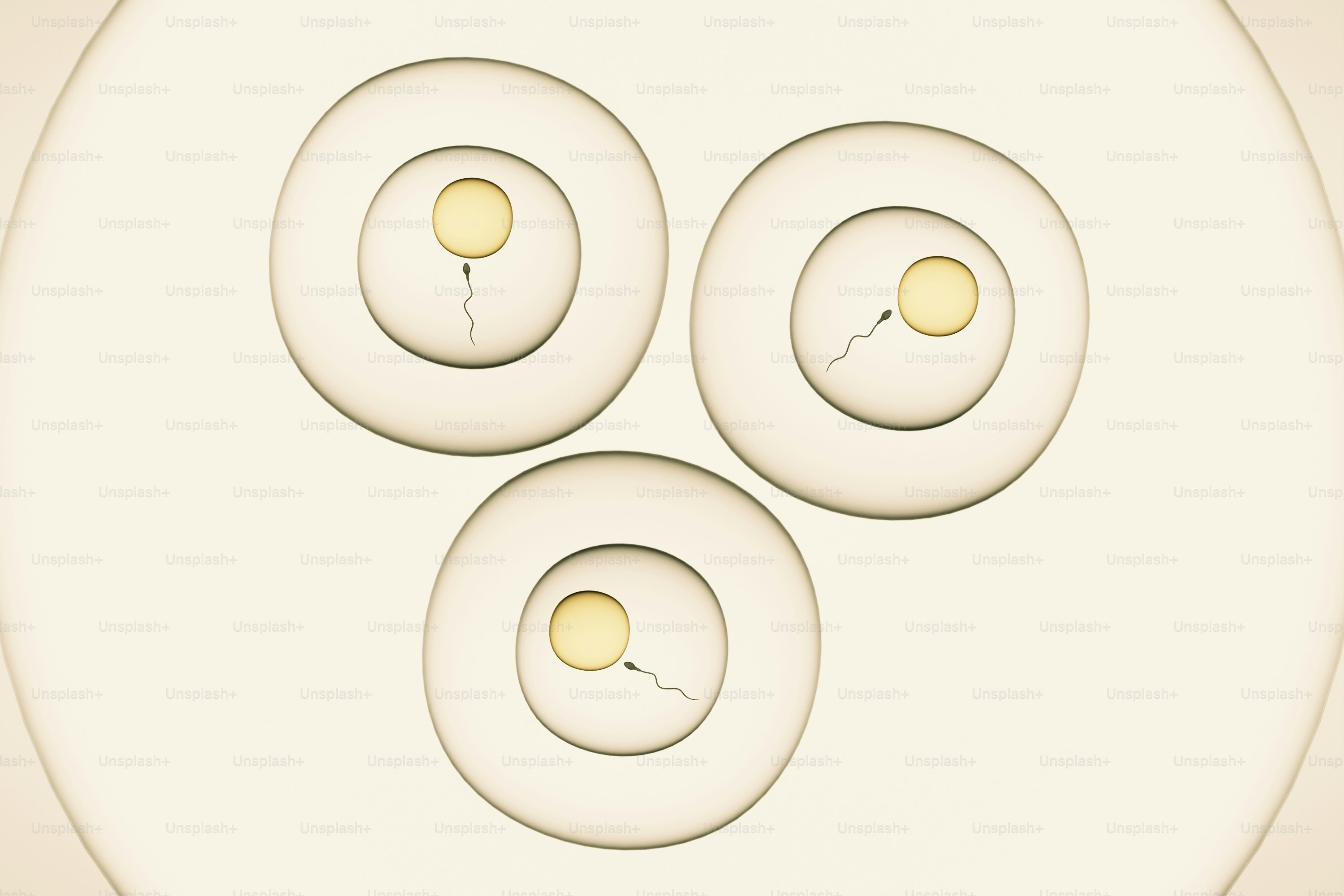Three sperm approaching or fertilizing egg cells.