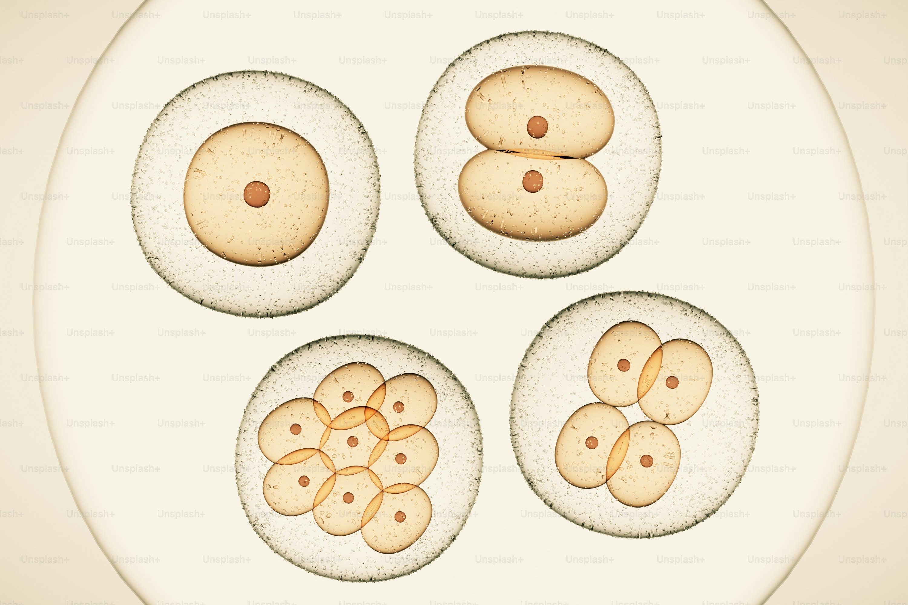 Progressive stages of cell division and growth.