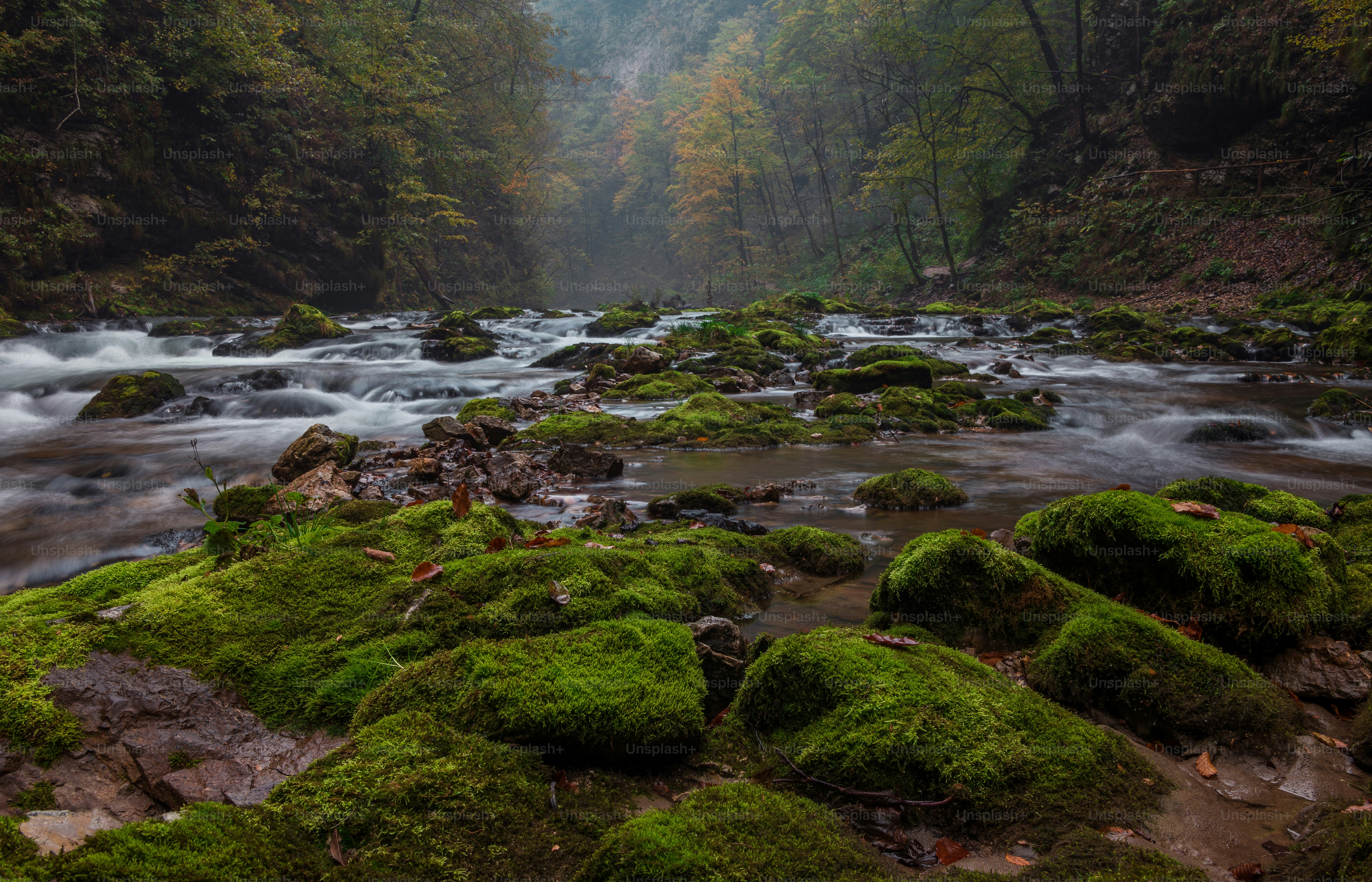 A river flows through mossy rocks in a lush forest.