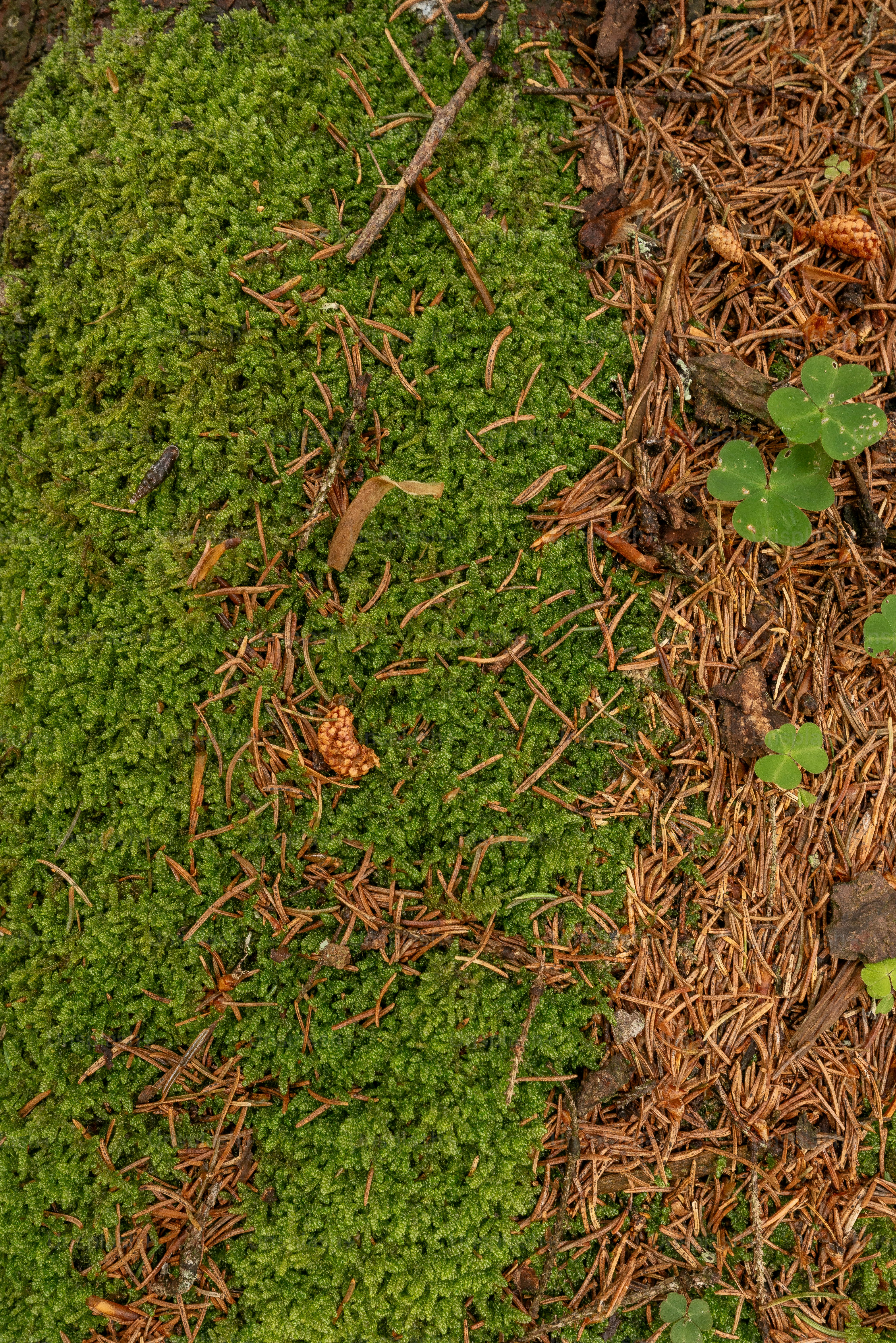 Green moss and brown pine needles on forest floor.