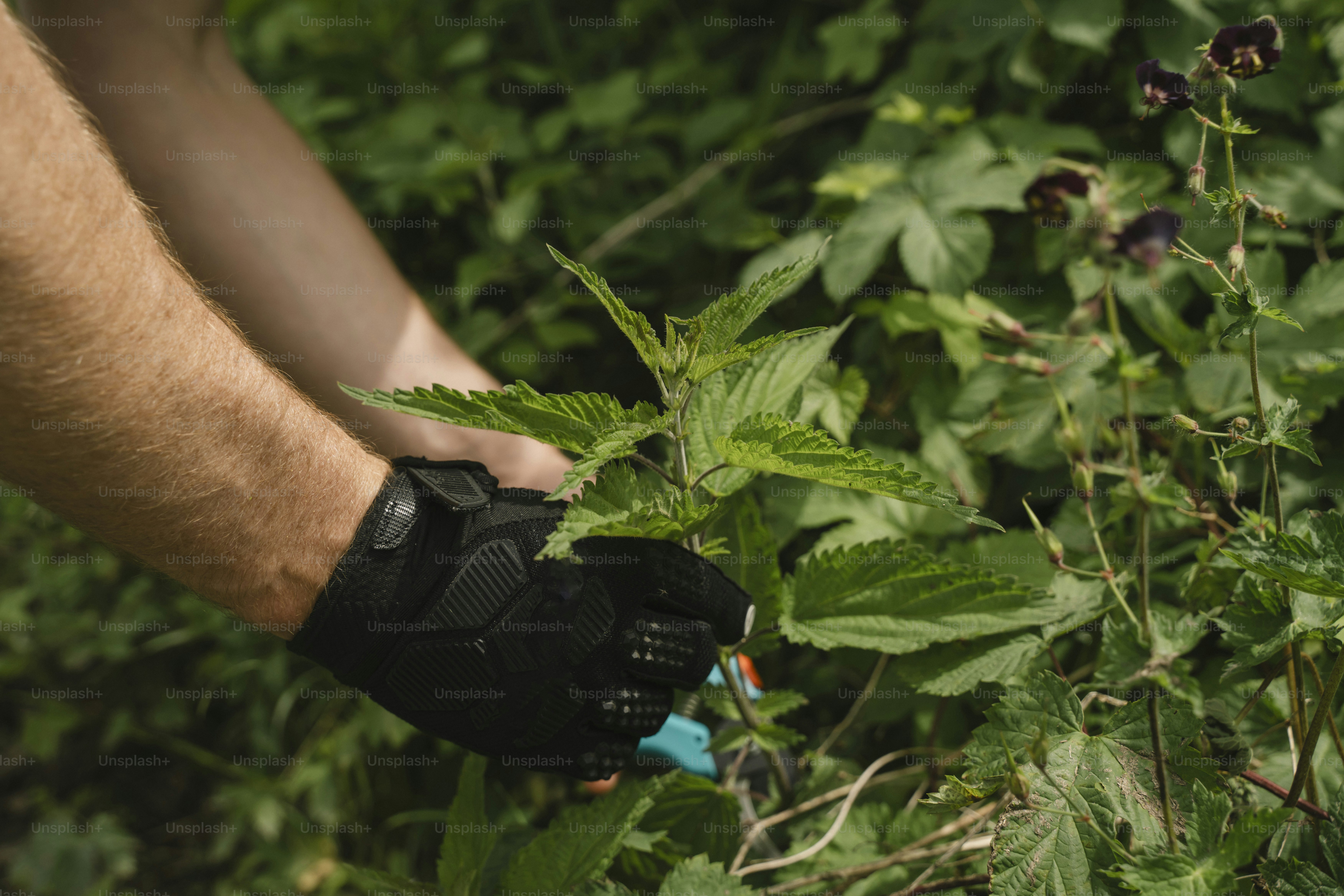 Gloved hands pruning a green plant in a garden.