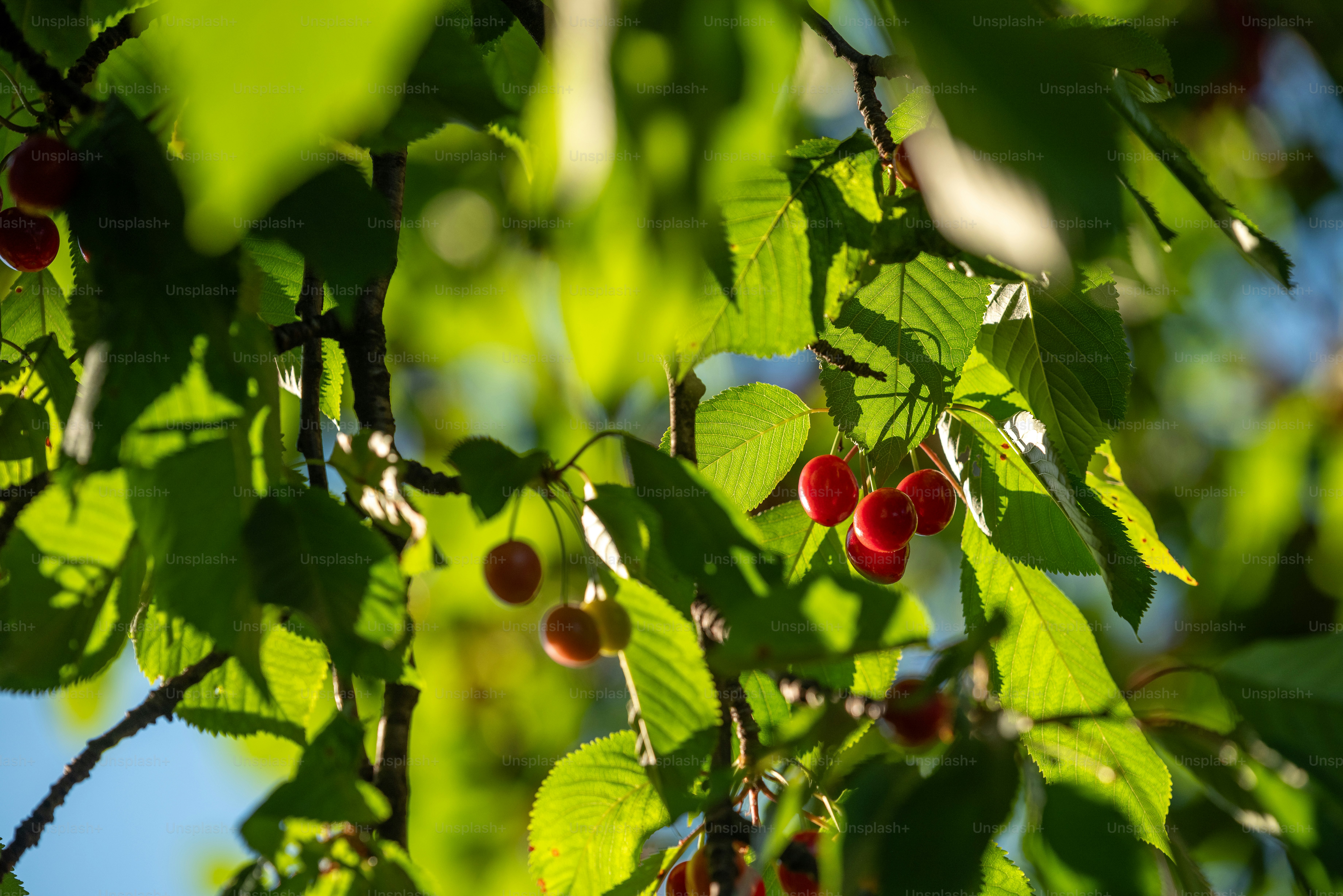 Red cherries ripen on a tree branch amidst green leaves.