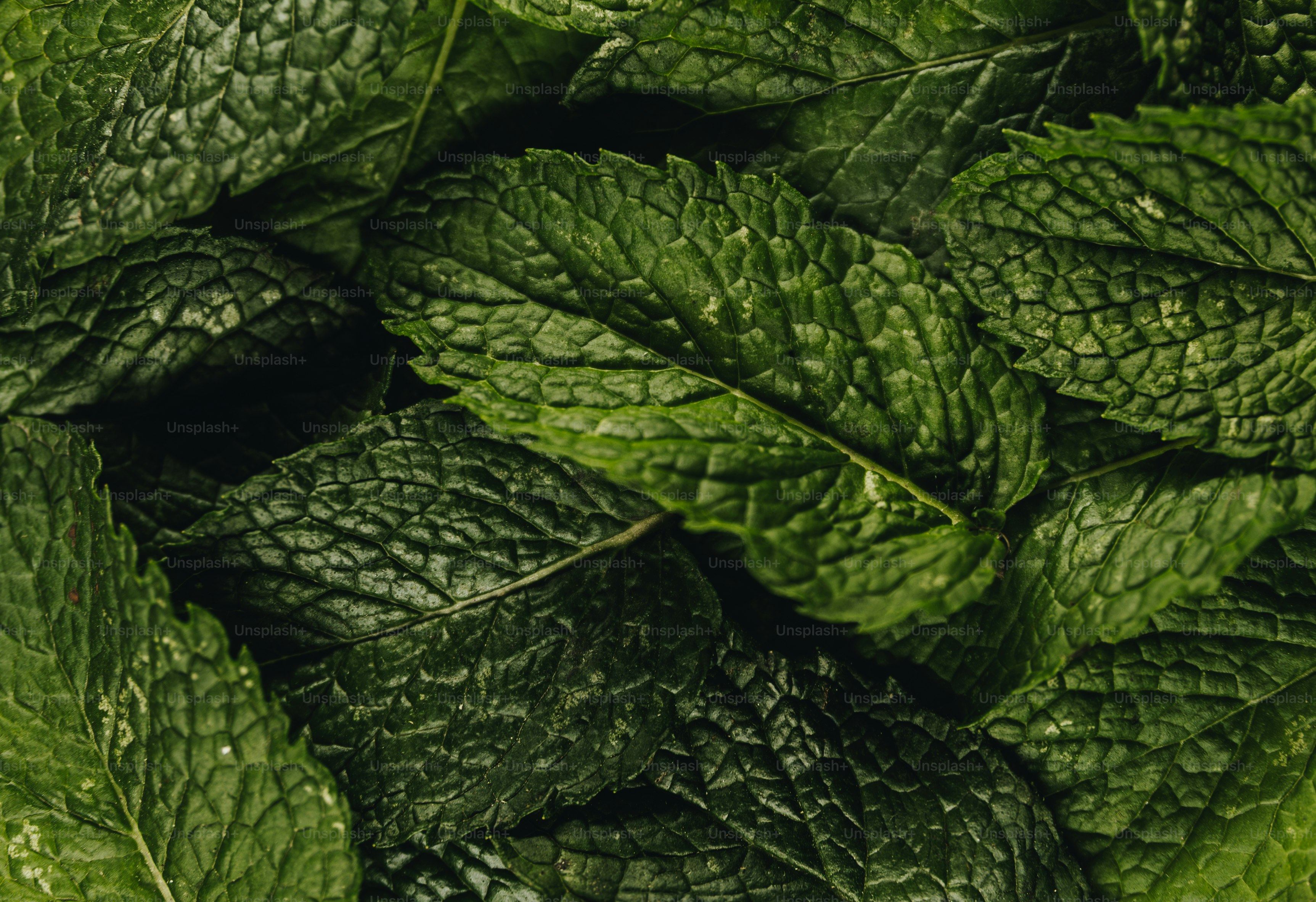Mint — ingredient guide