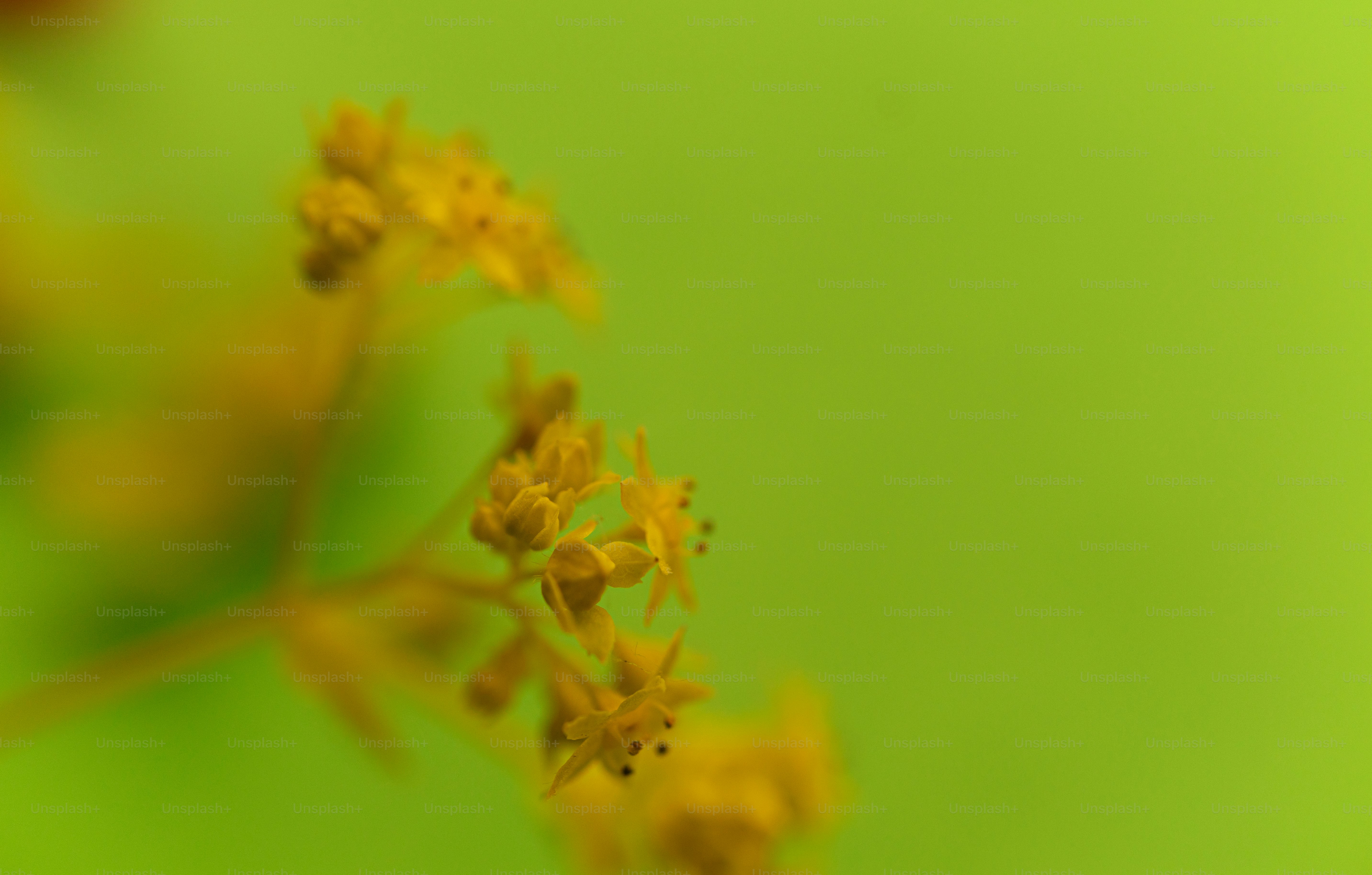 Small yellow flowers with a blurred green background.