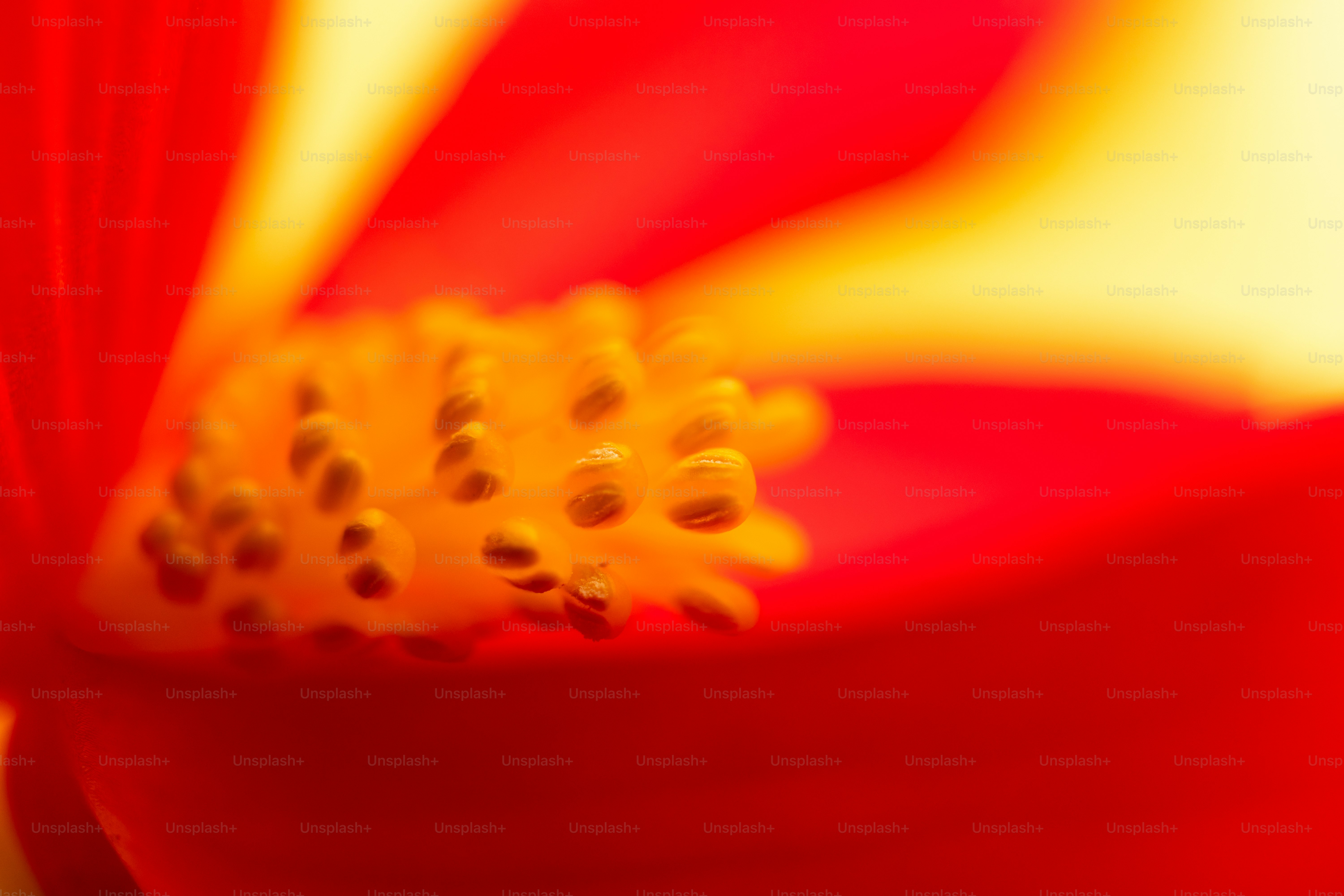 Vibrant red and yellow flower with prominent stamens.