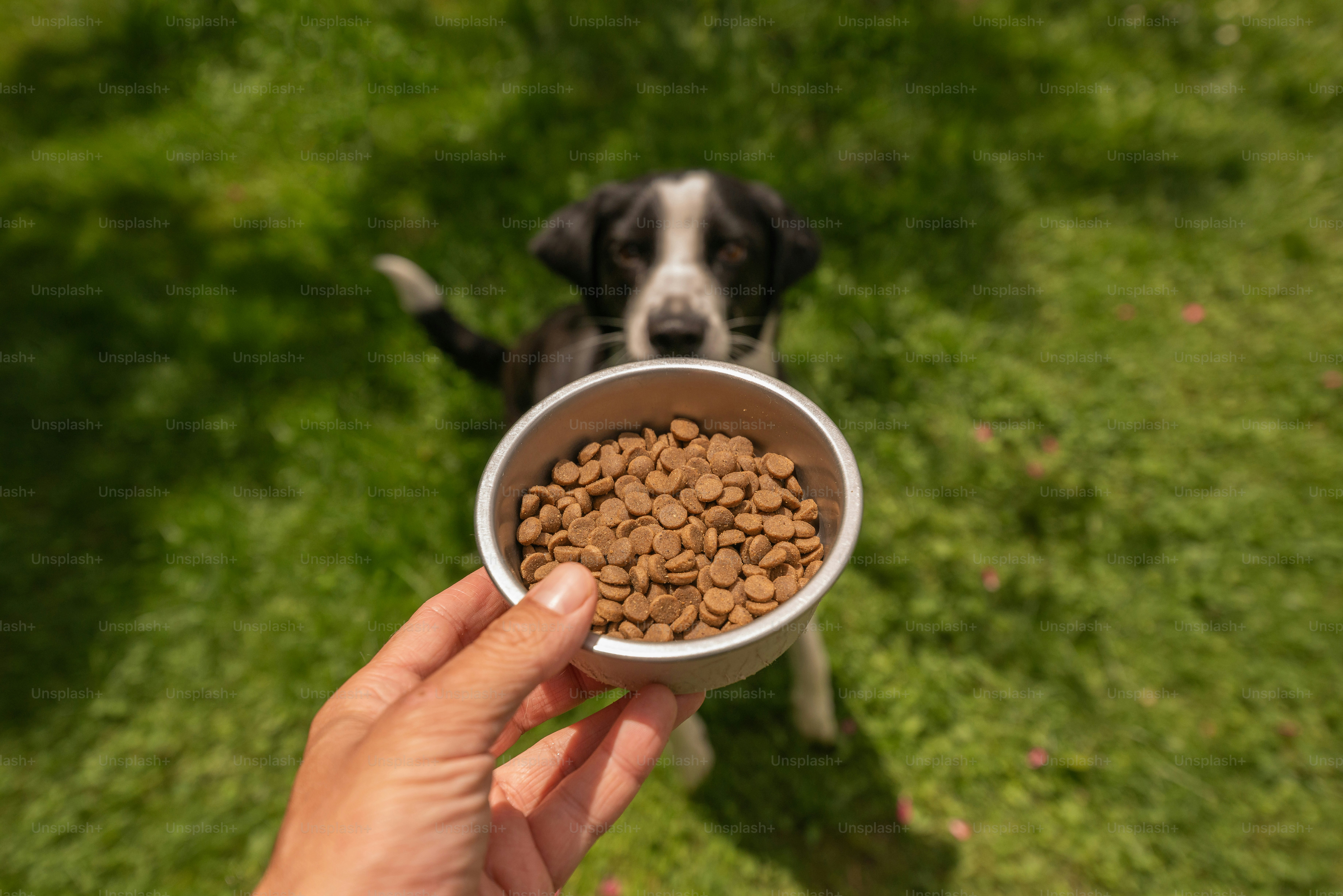 Hand holding dog food bowl for a puppy.