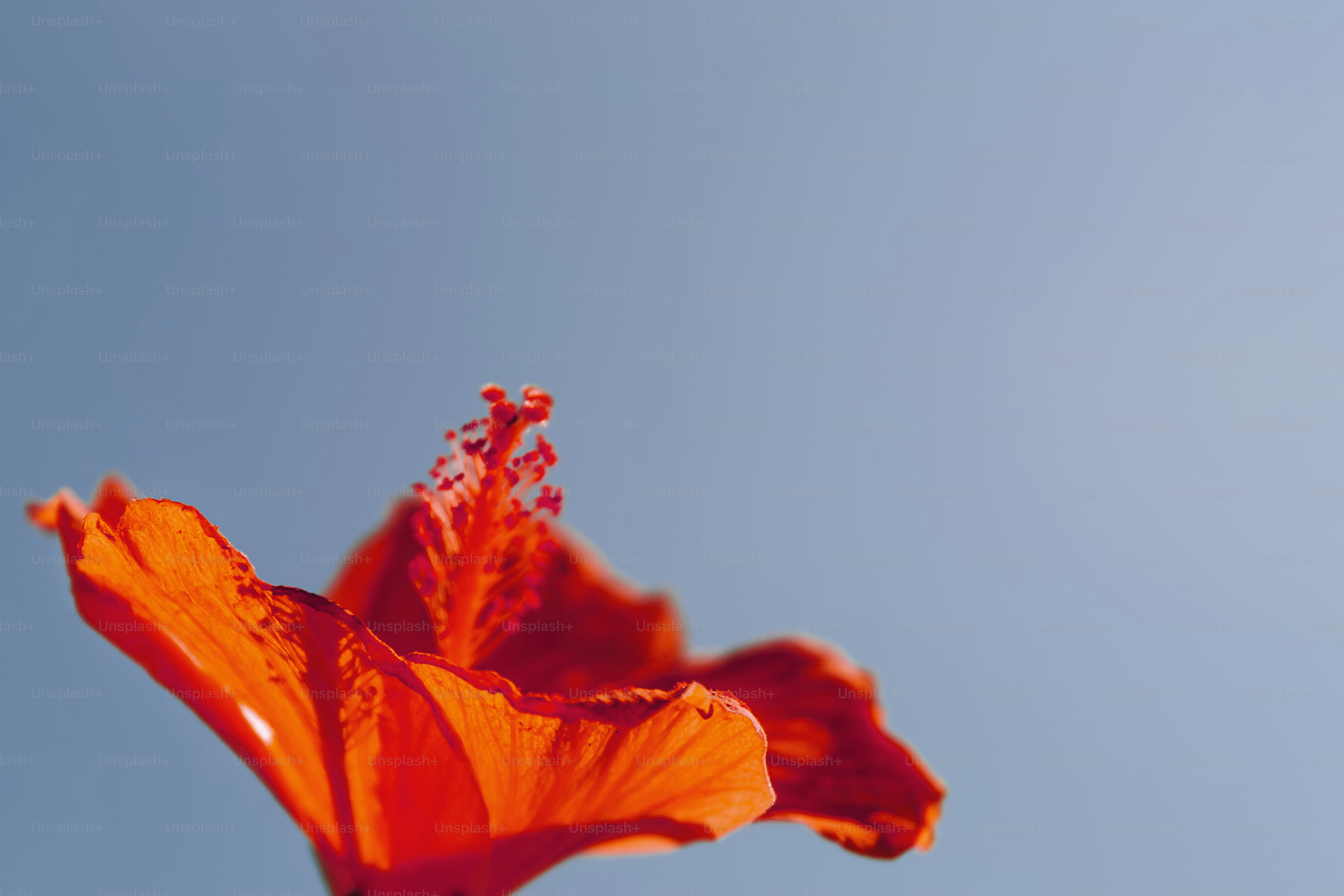 A vibrant red hibiscus flower against a clear blue sky