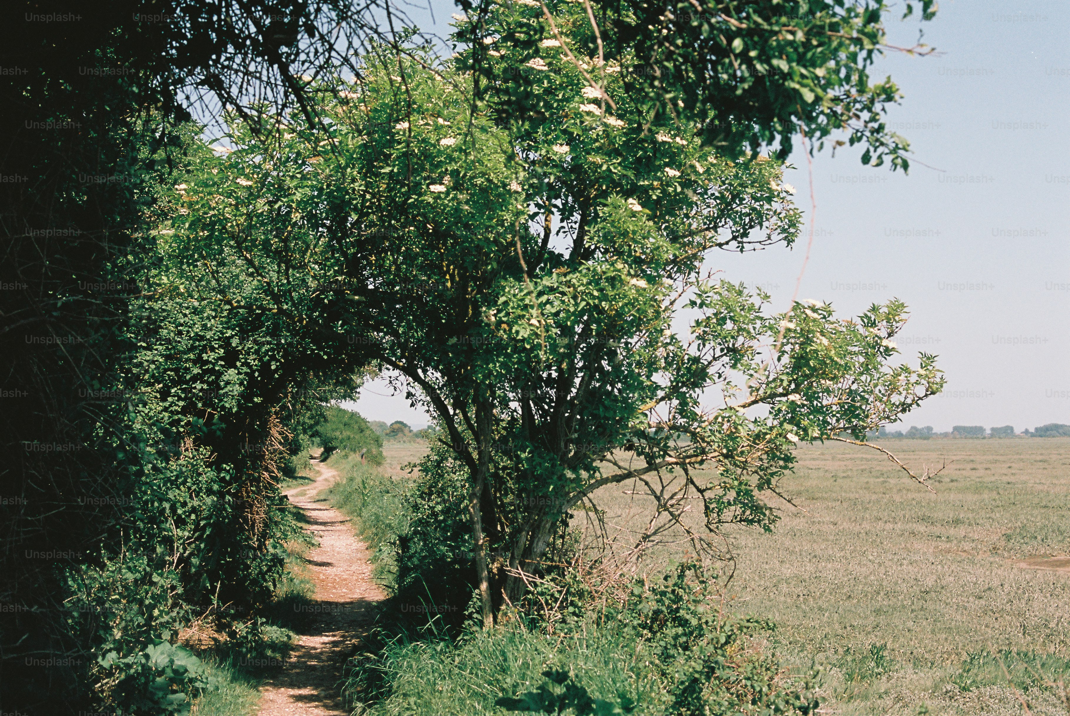 A dirt path through green trees bordering an open field.