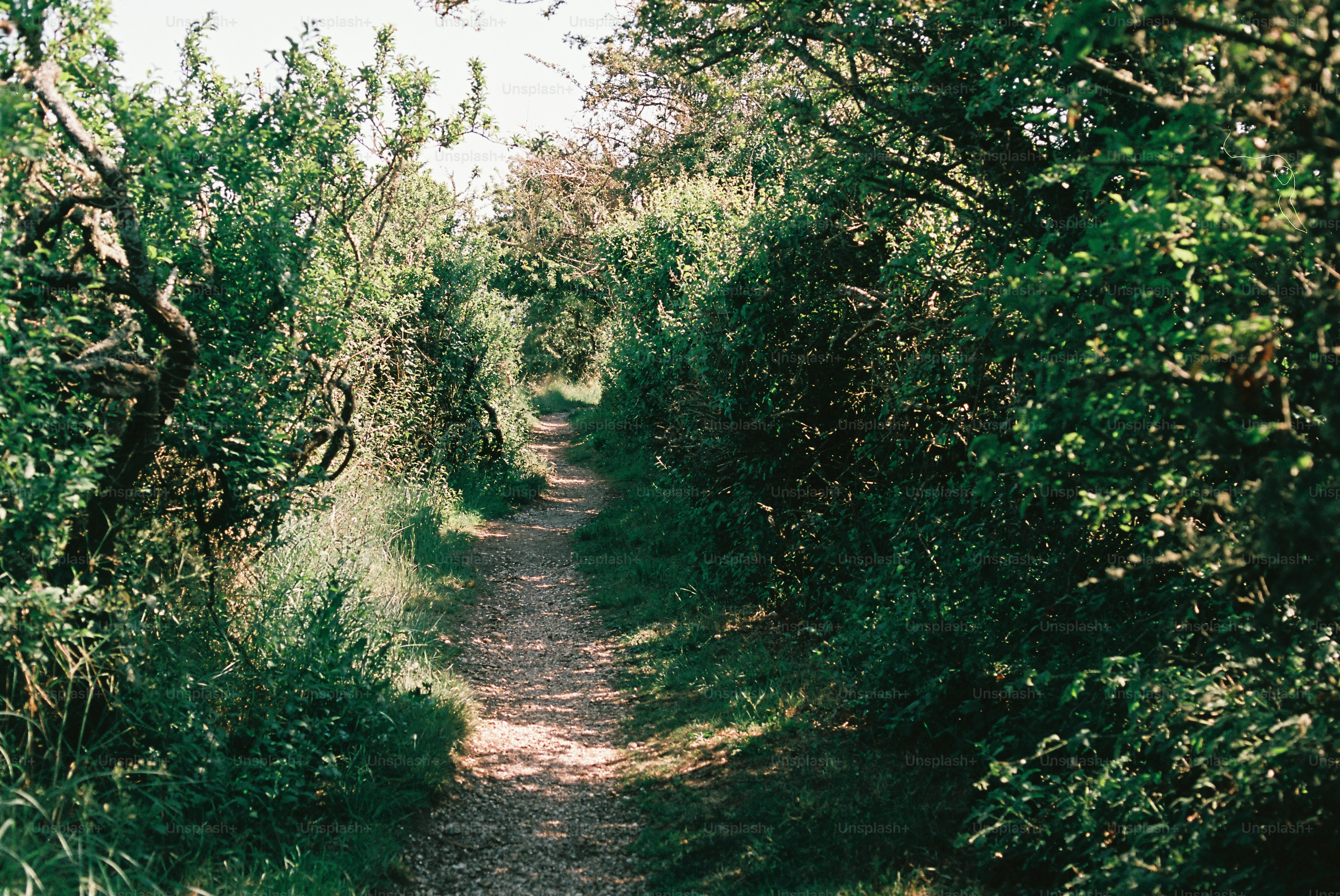 Winding dirt path through lush green bushes and trees.