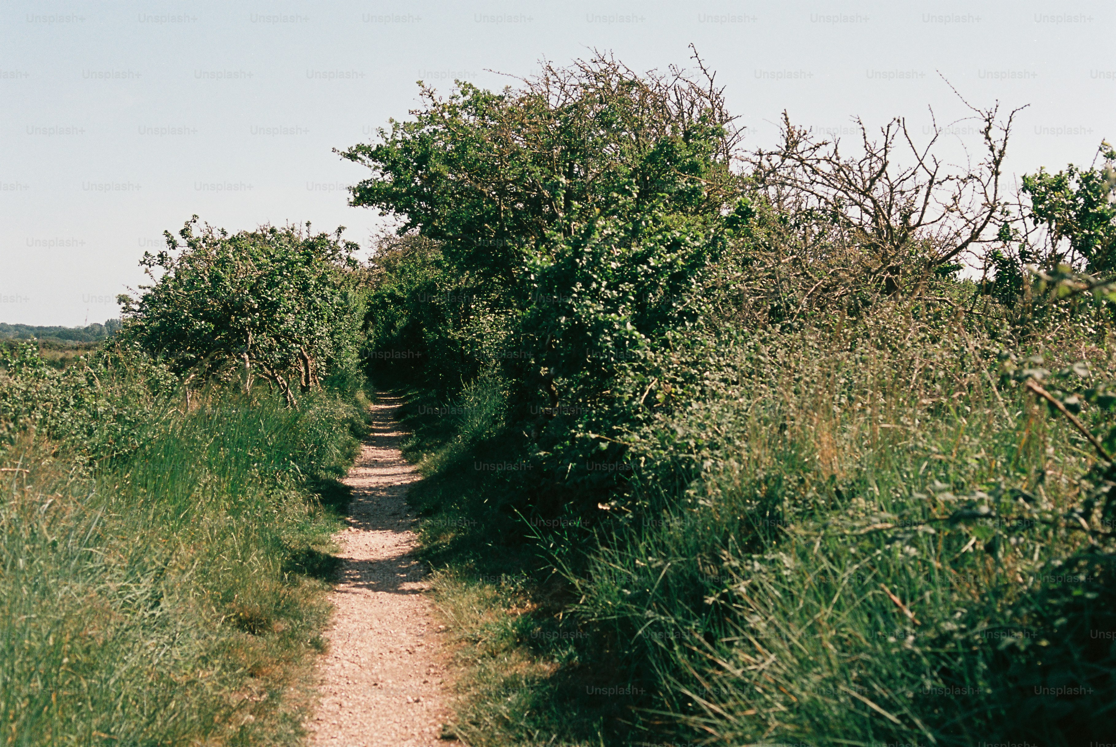 A narrow dirt path winding through green grass and bushes.