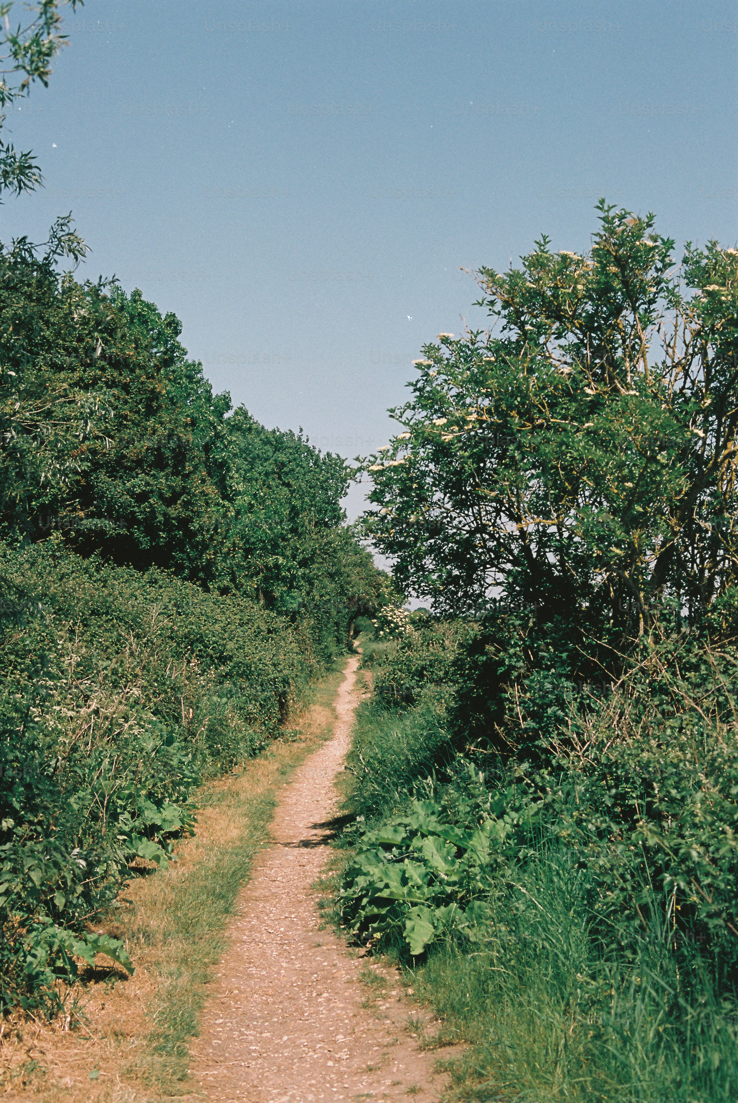 Winding dirt path through dense green vegetation.