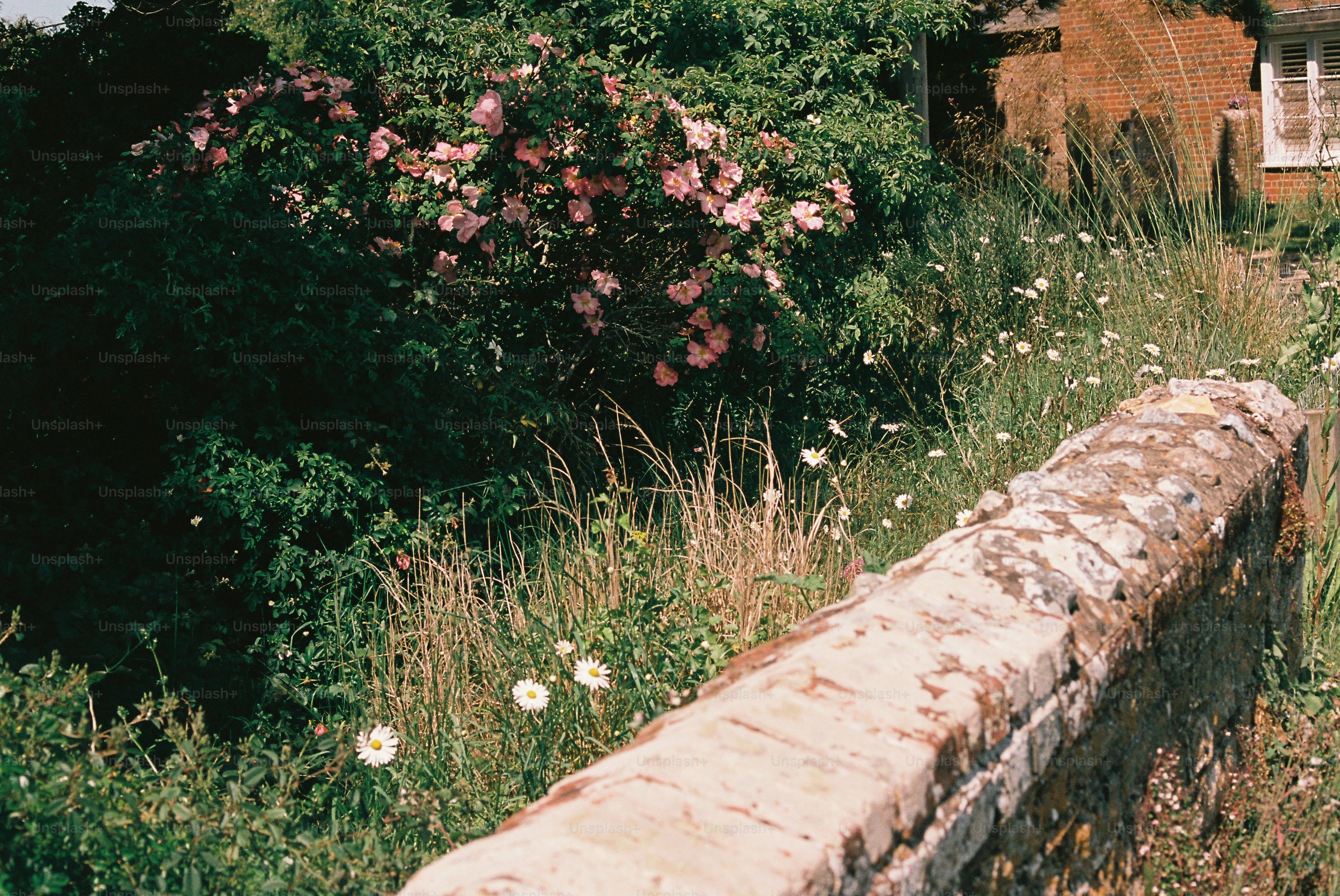 Rustic stone wall, pink flowers, and overgrown cottage in sunlight.