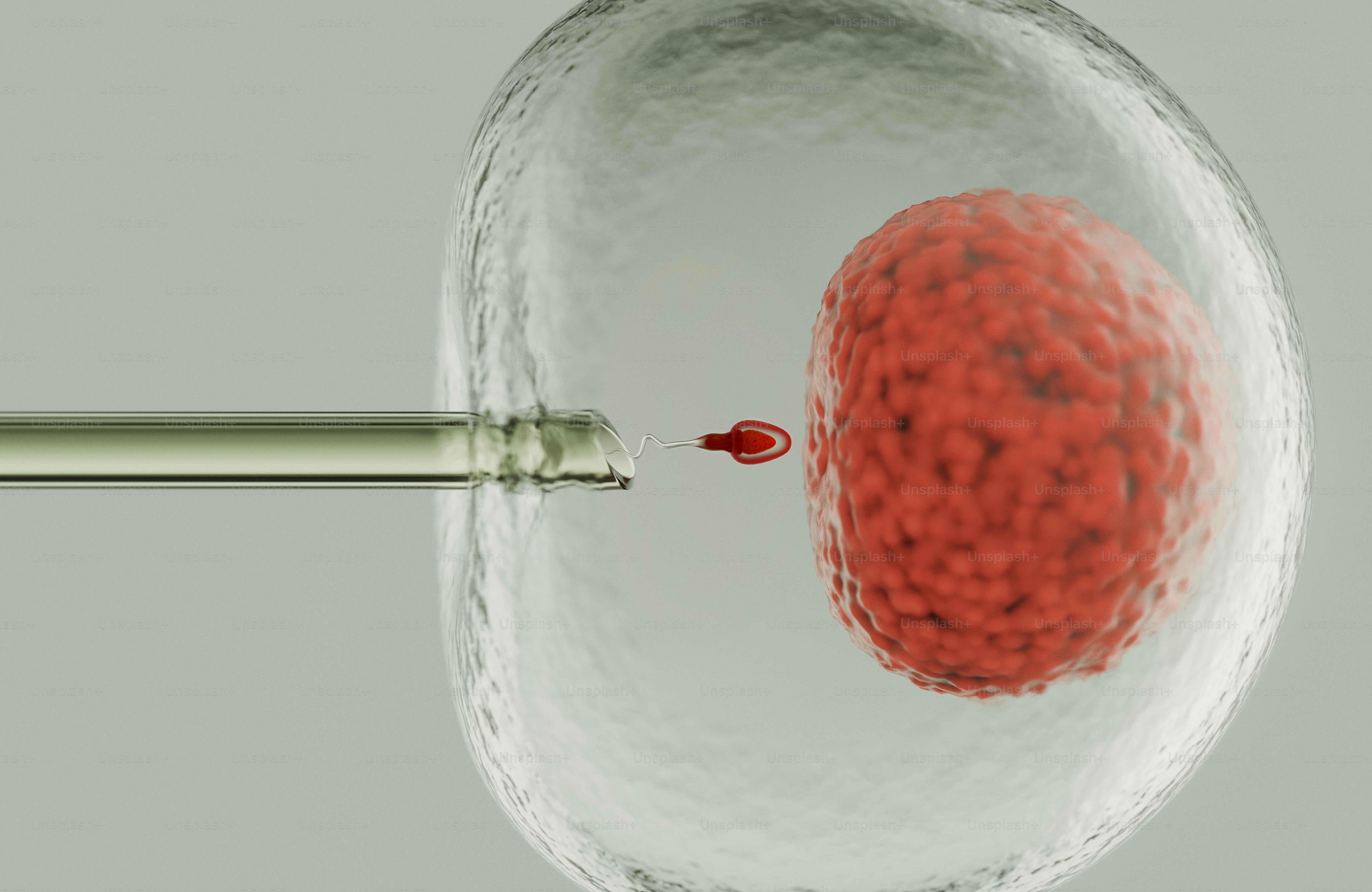 A needle injecting a sperm into an egg cell.