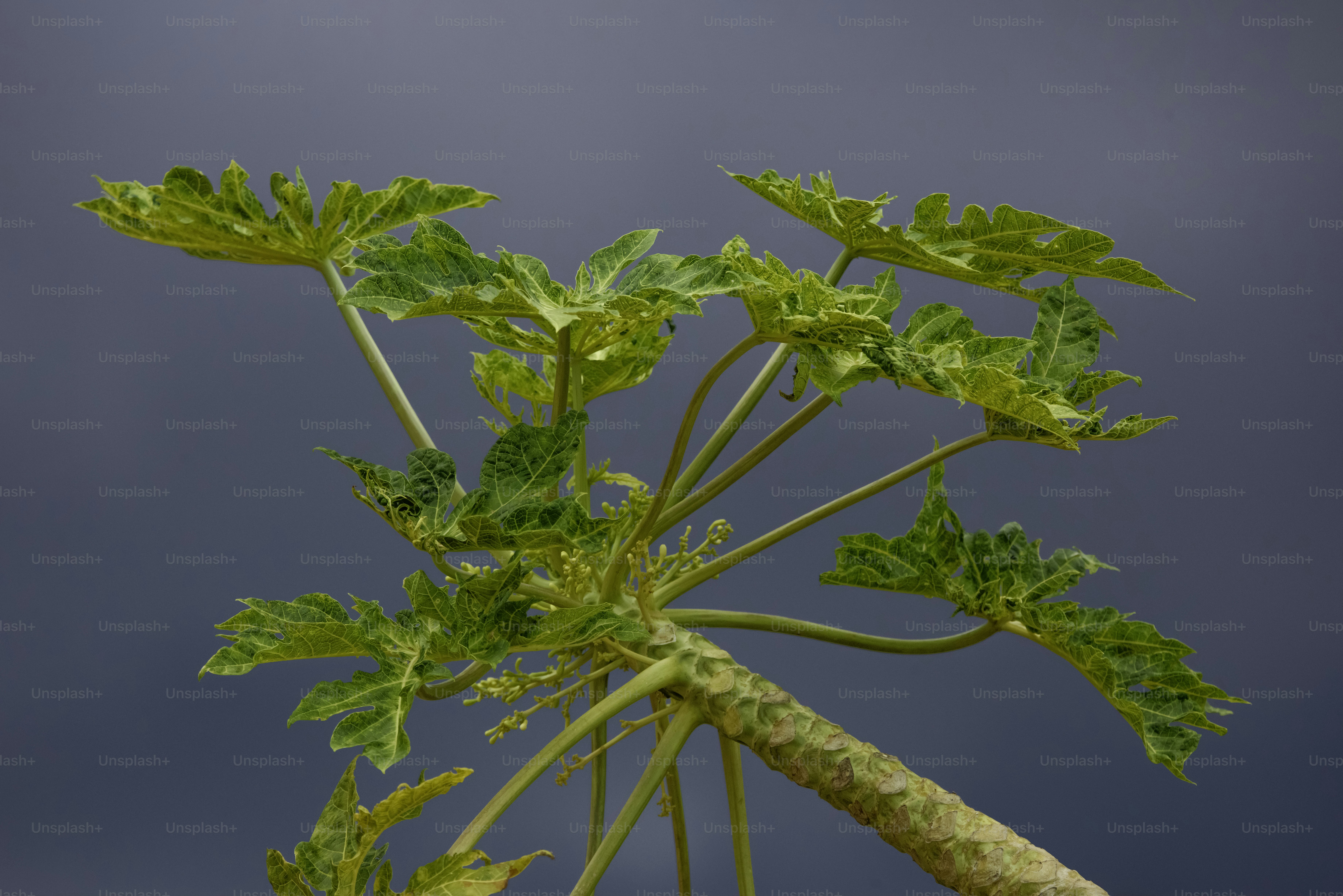 A green plant with variegated leaves against a grey background.