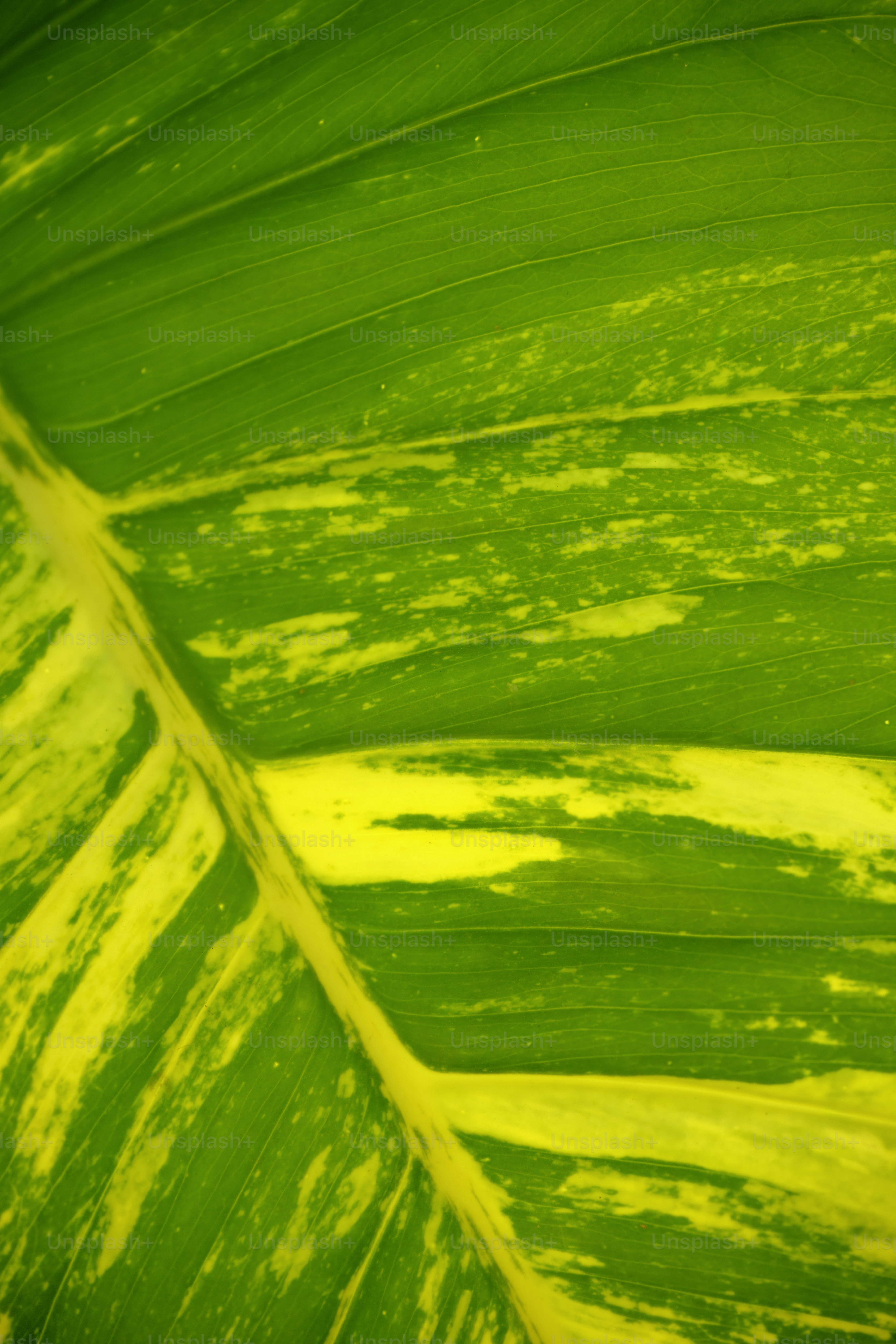 A vibrant green and yellow variegated leaf with prominent veins.