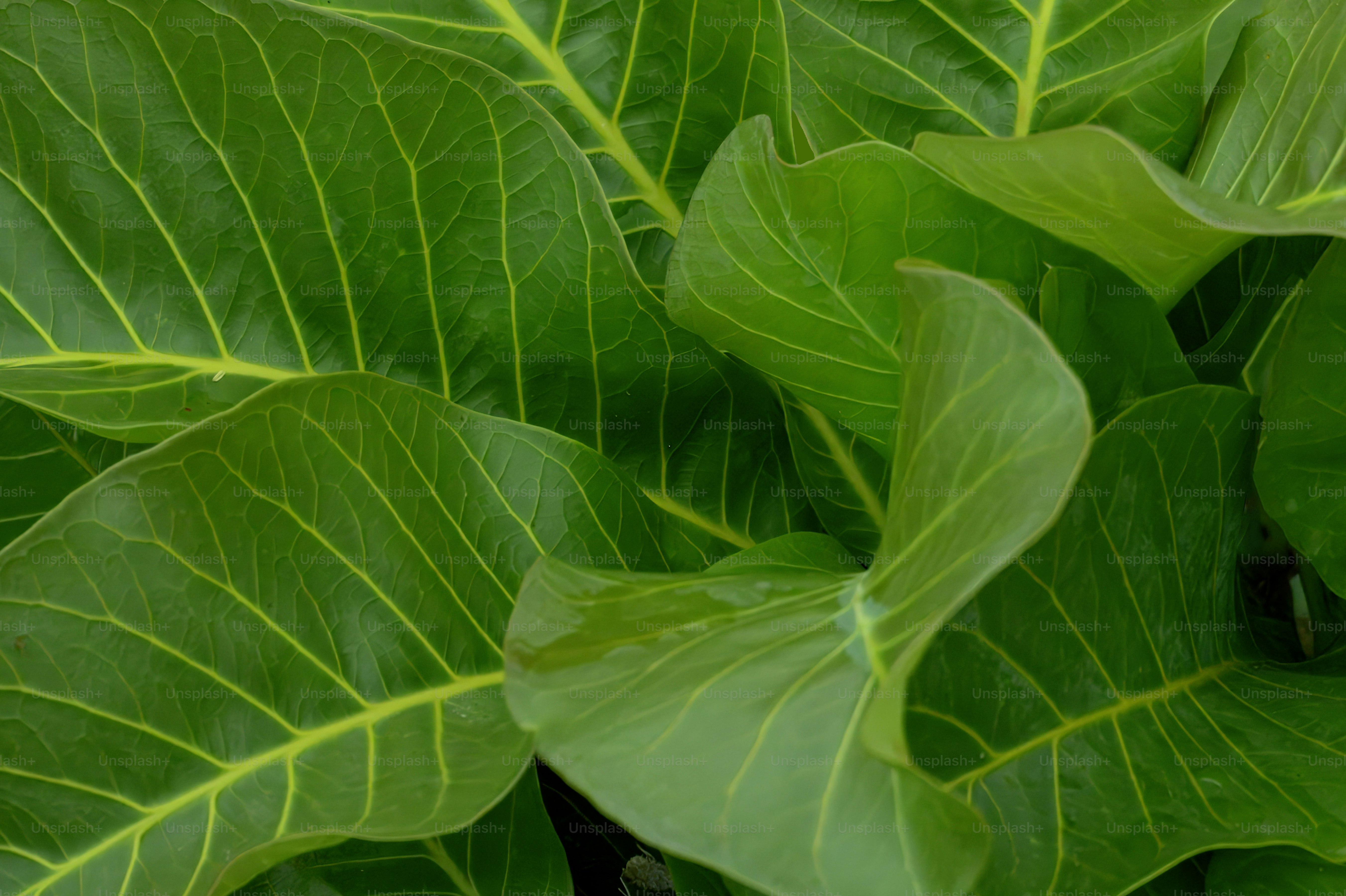 Vibrant green leaves with prominent yellow veins.