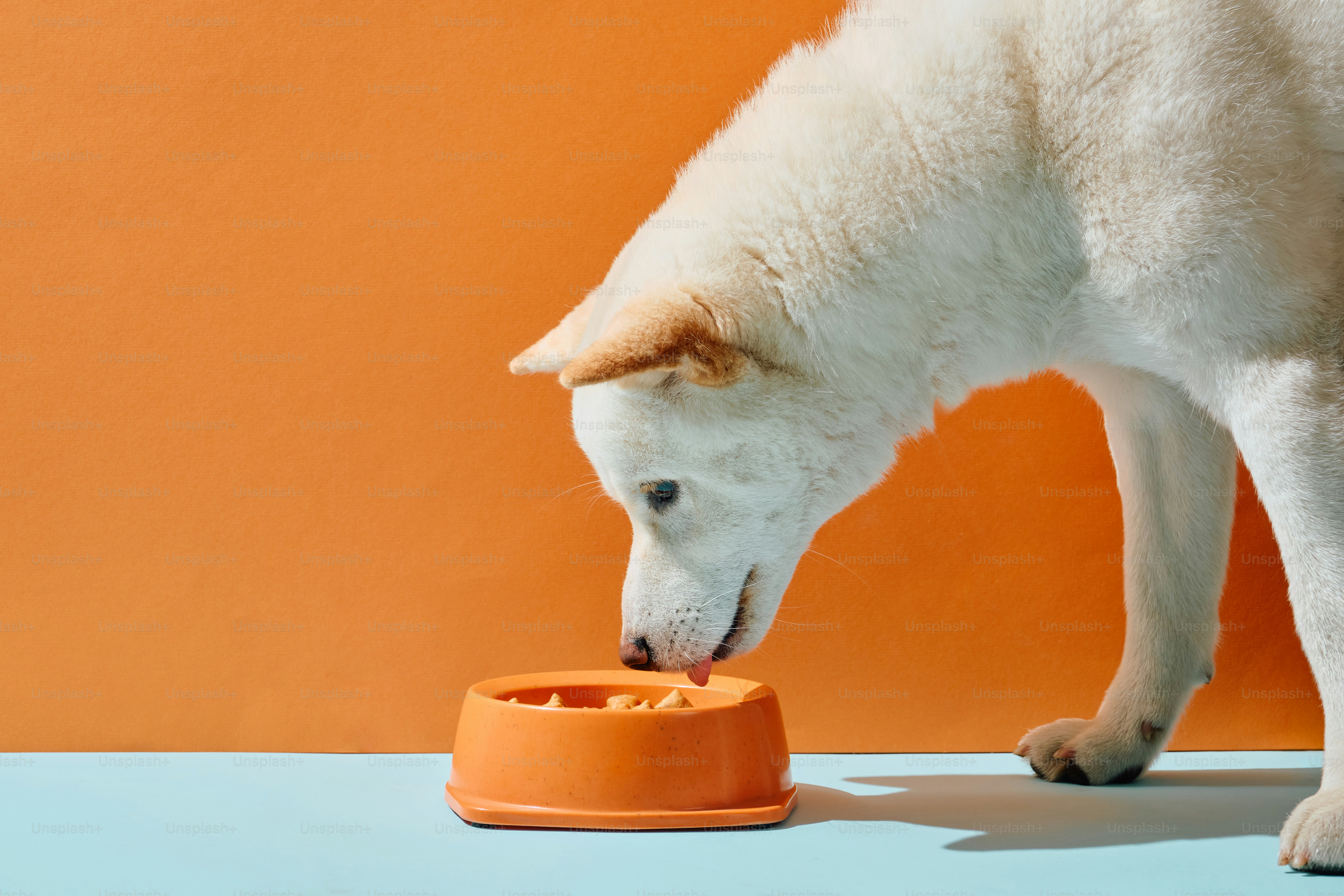 A white dog eating from an orange bowl.