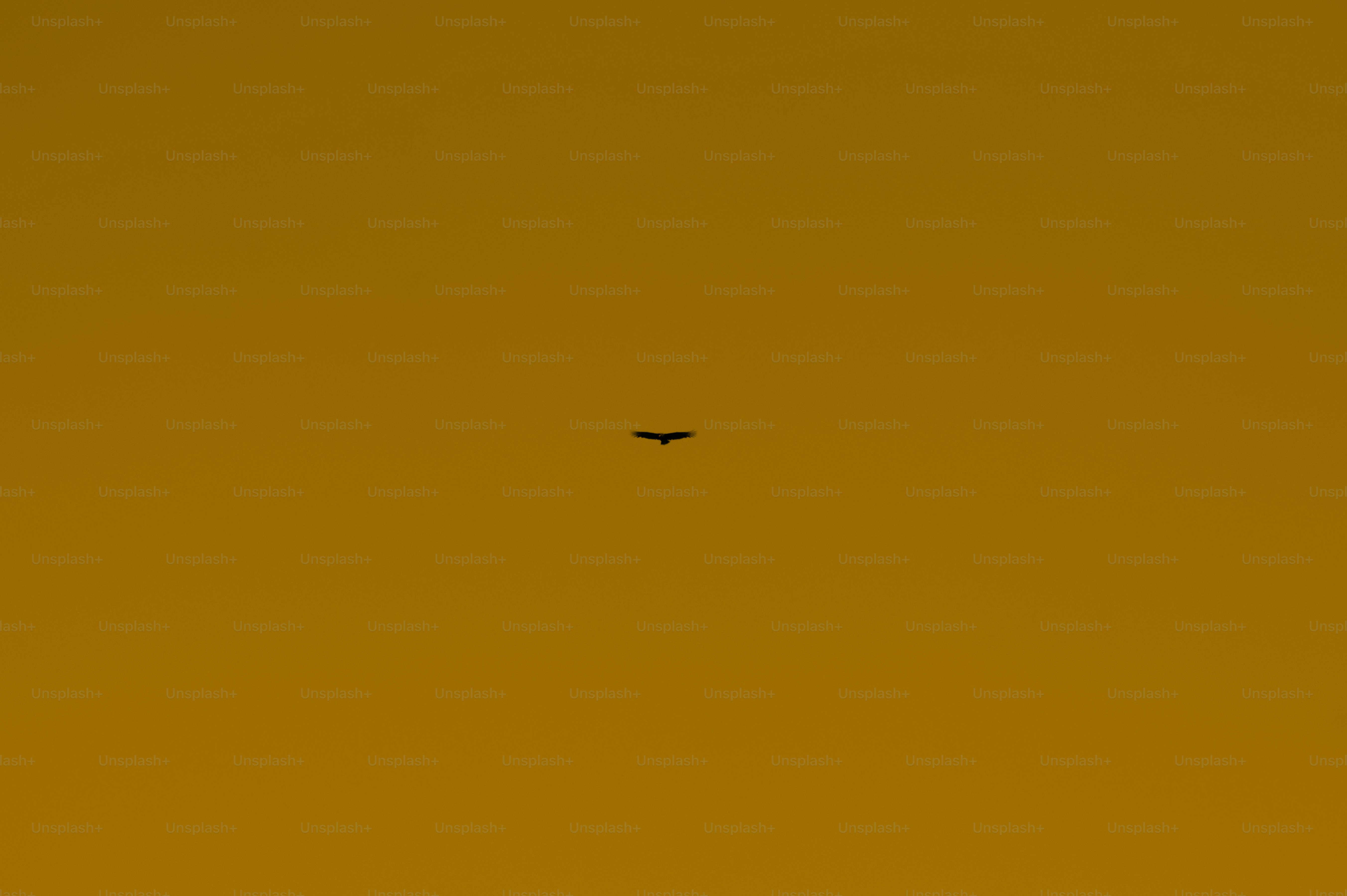 A lone bird silhouetted against a vibrant orange sky.